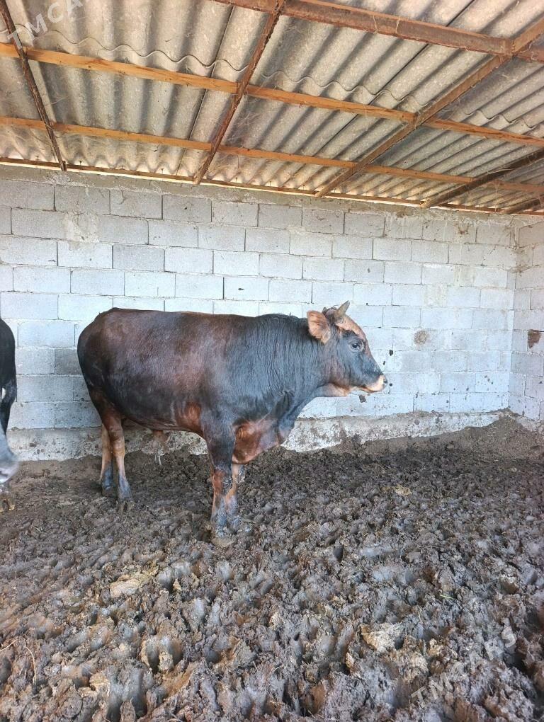 öküz - Гёкдепе - img 4