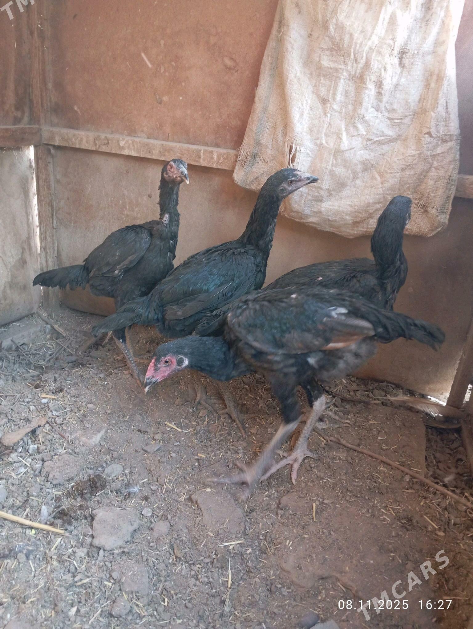 TASGENT HORAZ - Murgap - img 6