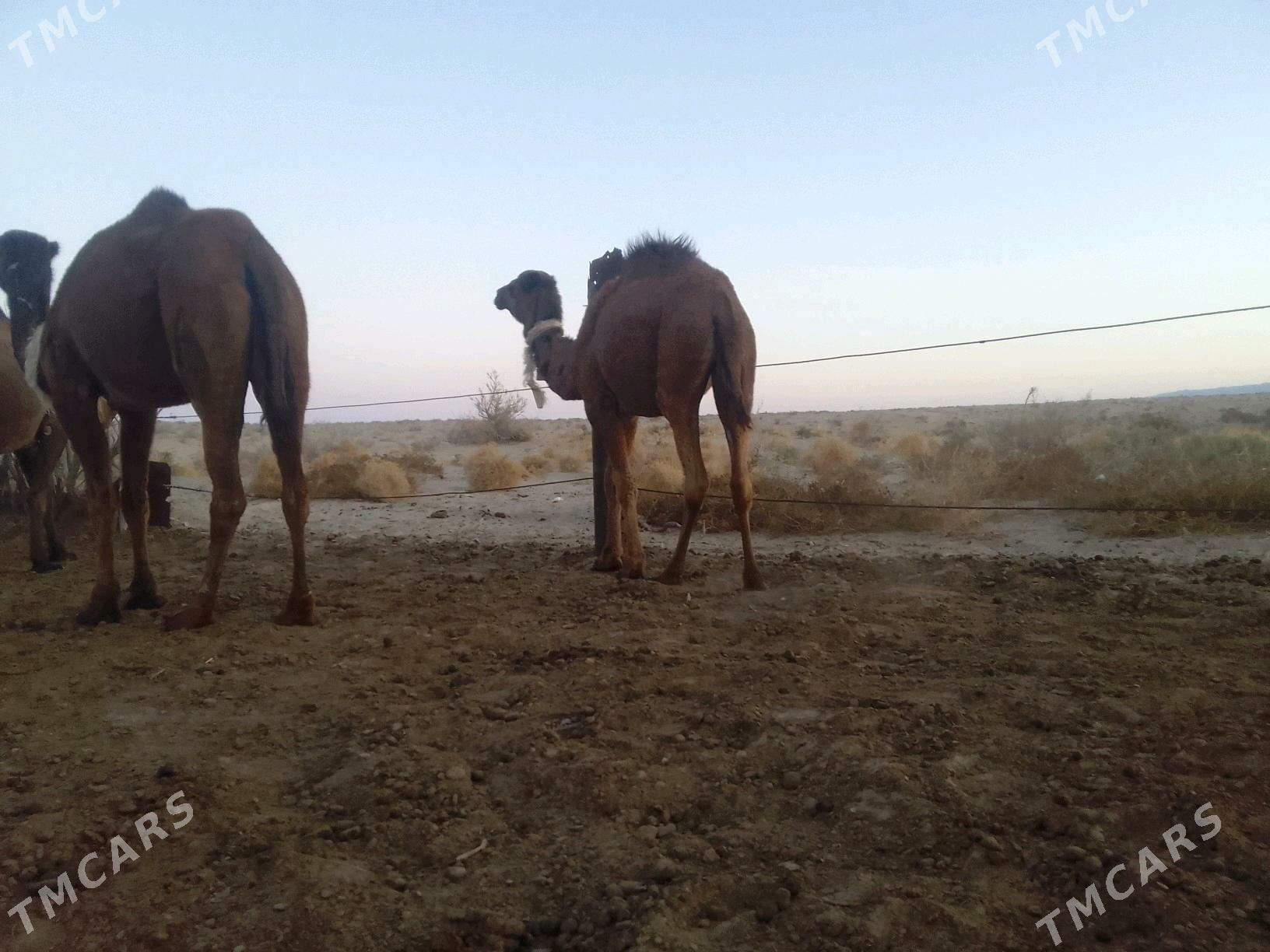 ogsuk inen - Берекет - img 4