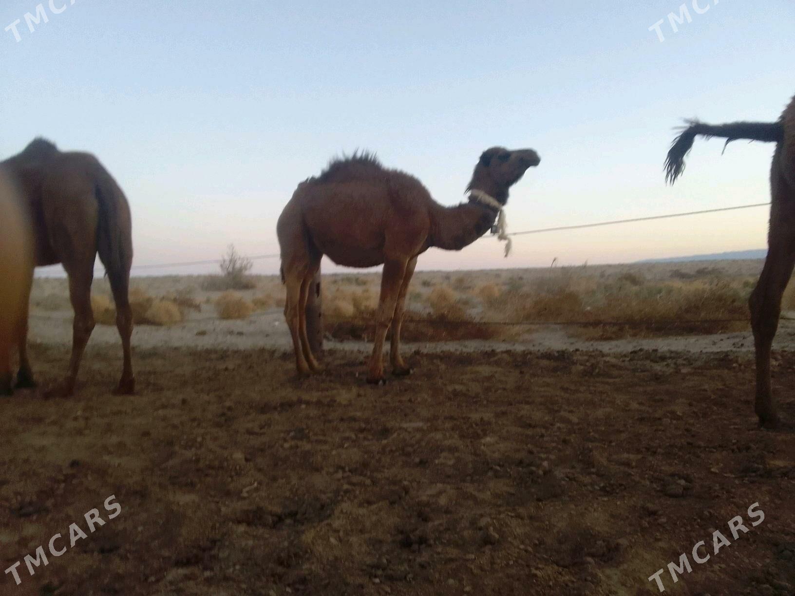 ogsuk inen - Берекет - img 1