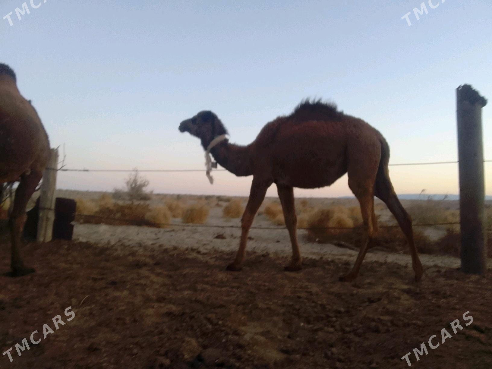 ogsuk inen - Берекет - img 2