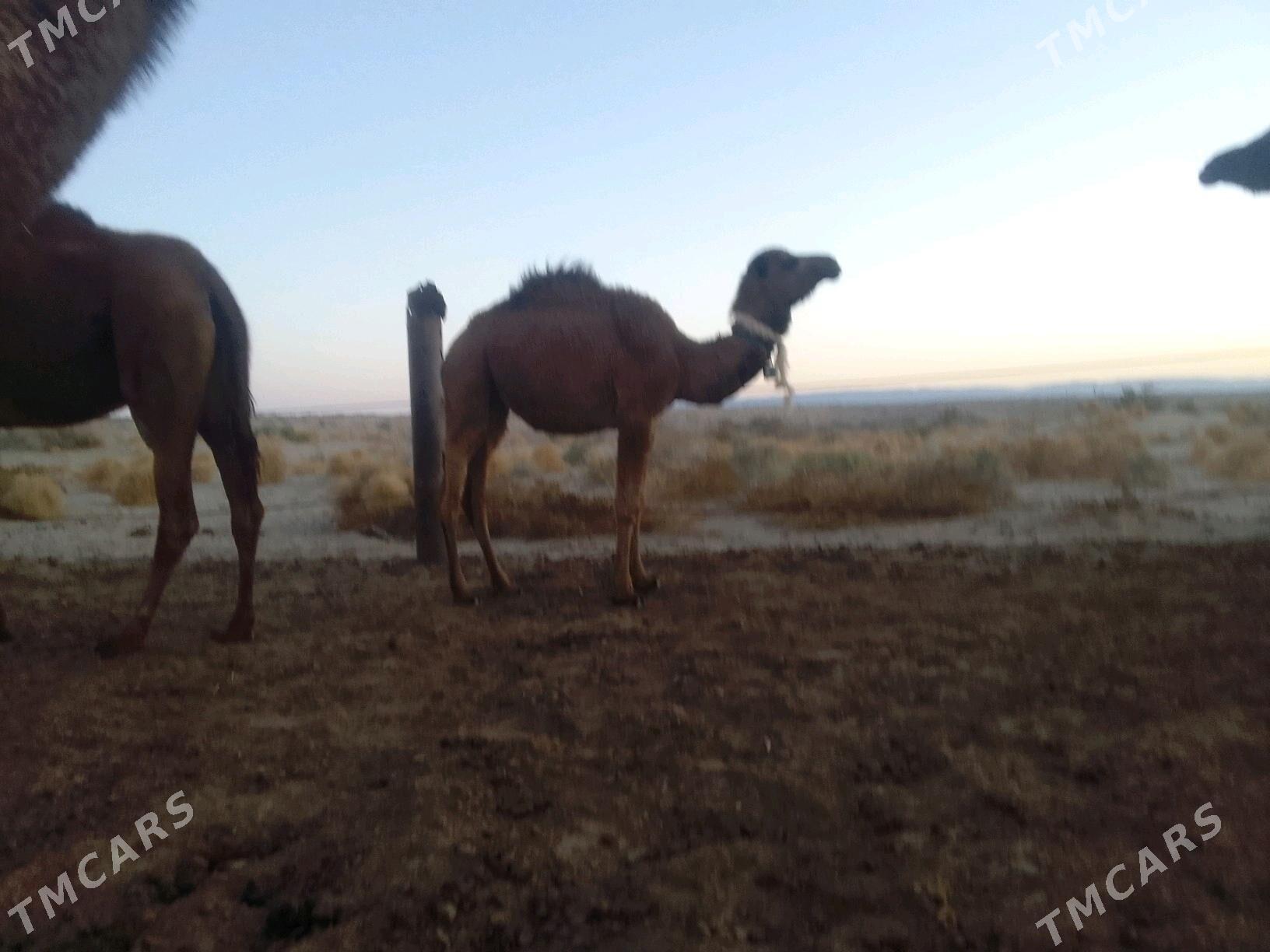 ogsuk inen - Берекет - img 3