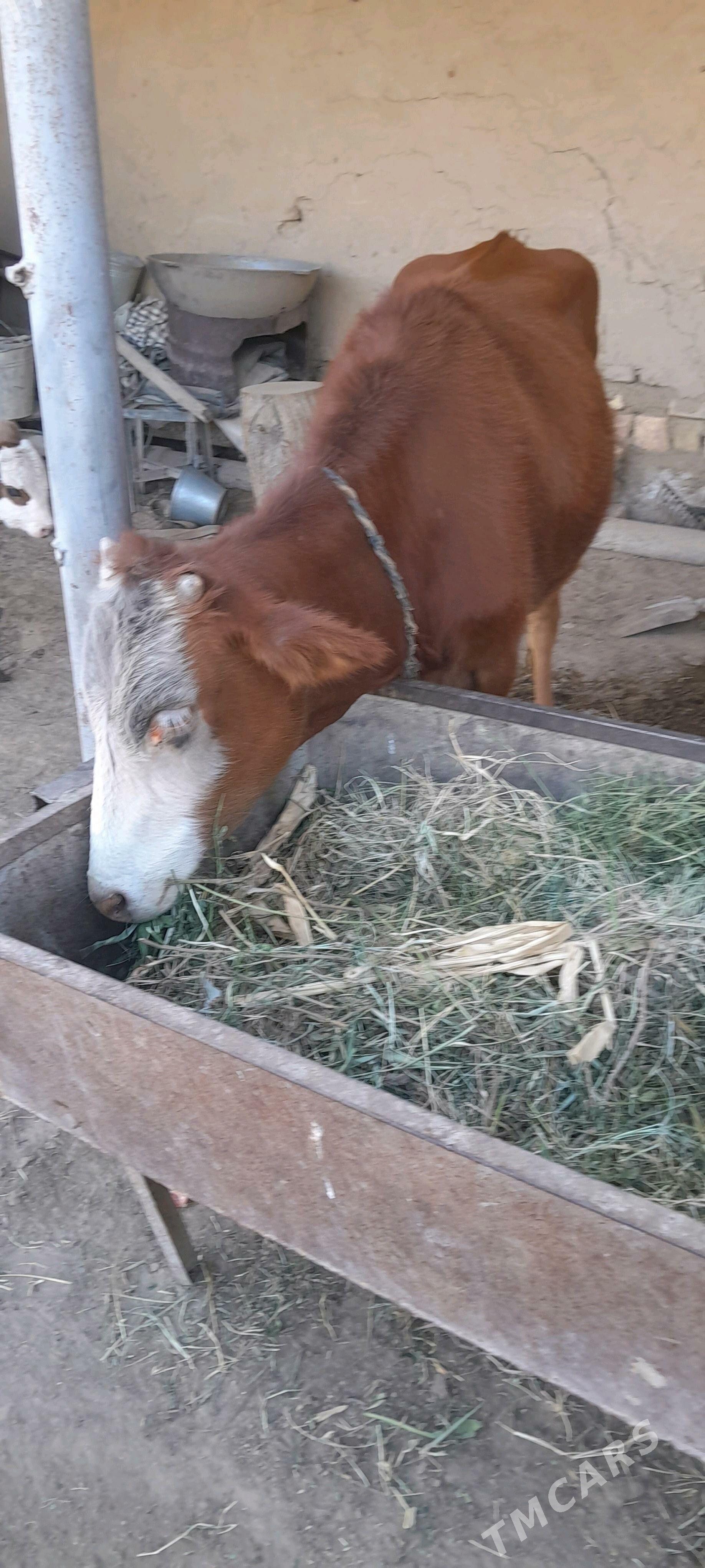 göleli sygyr - Sakarçäge - img 3