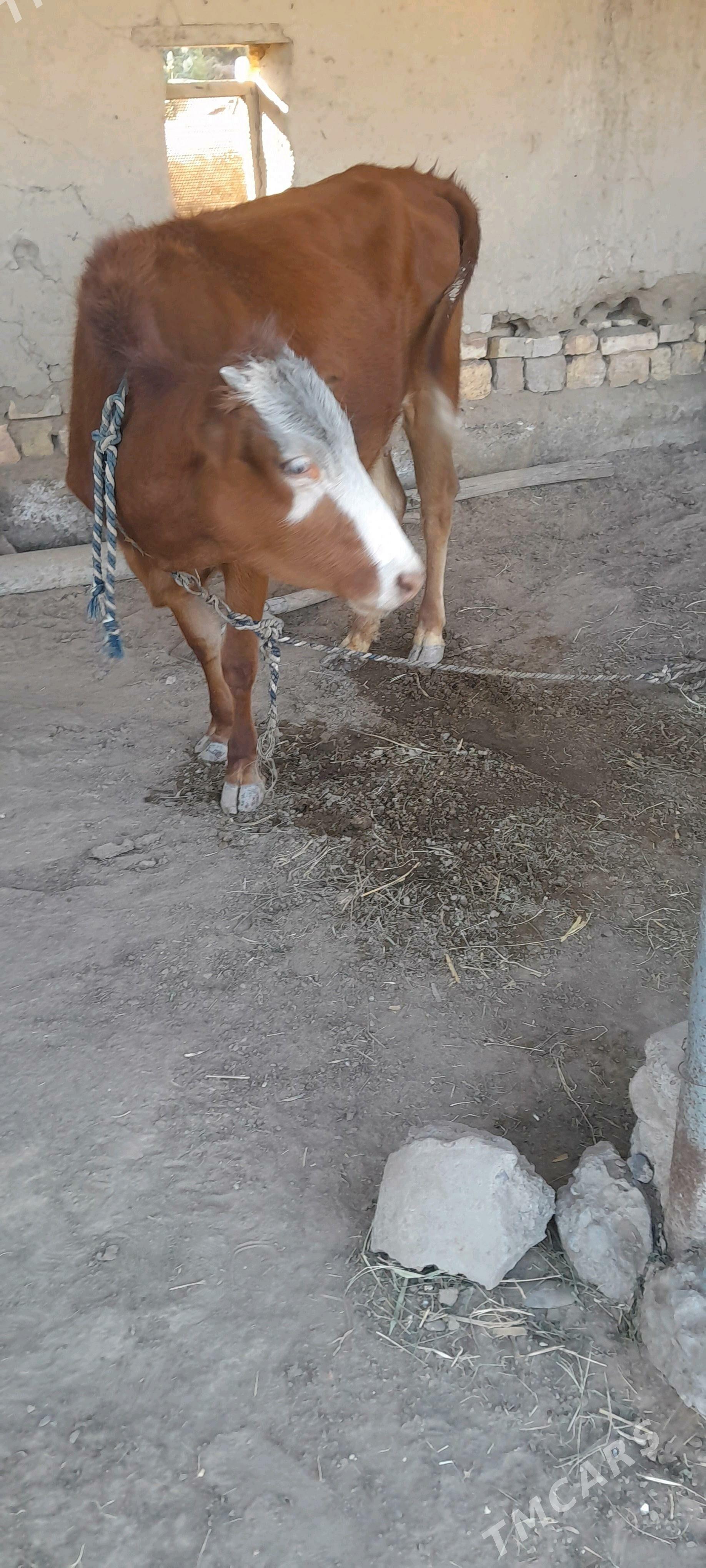 göleli sygyr - Sakarçäge - img 2