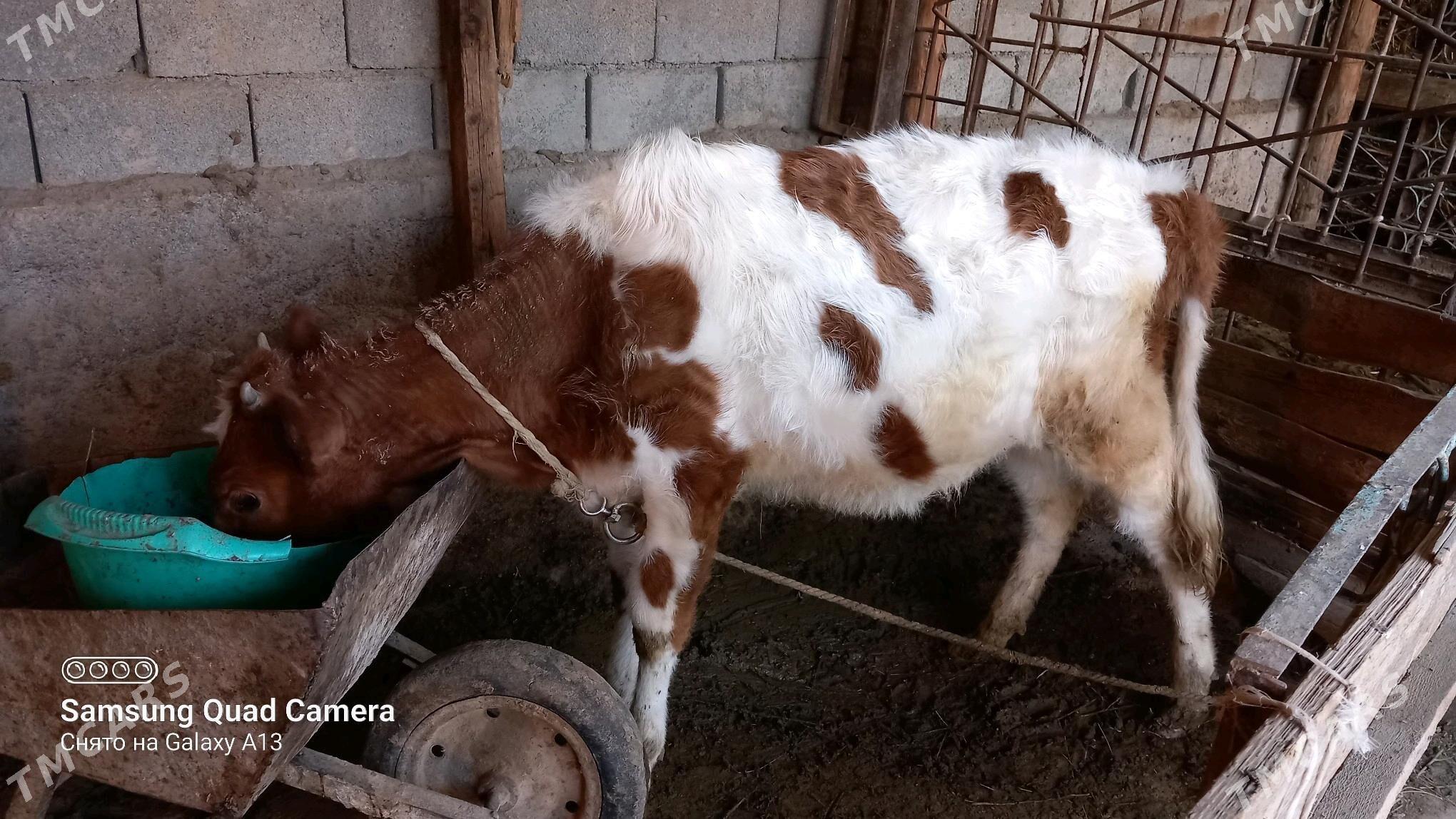 Satlyk tüwe - Gökje - img 5