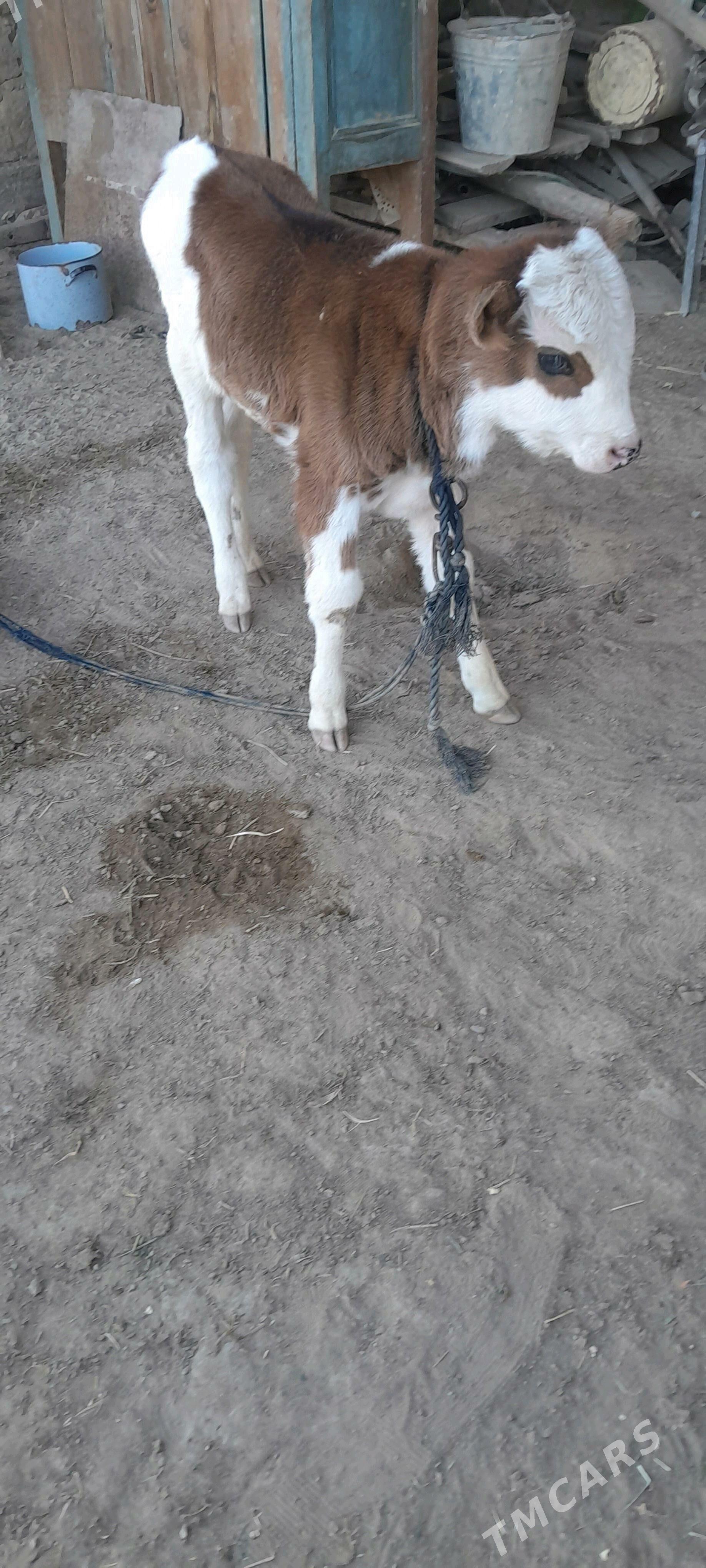 göleli sygyr - Sakarçäge - img 5