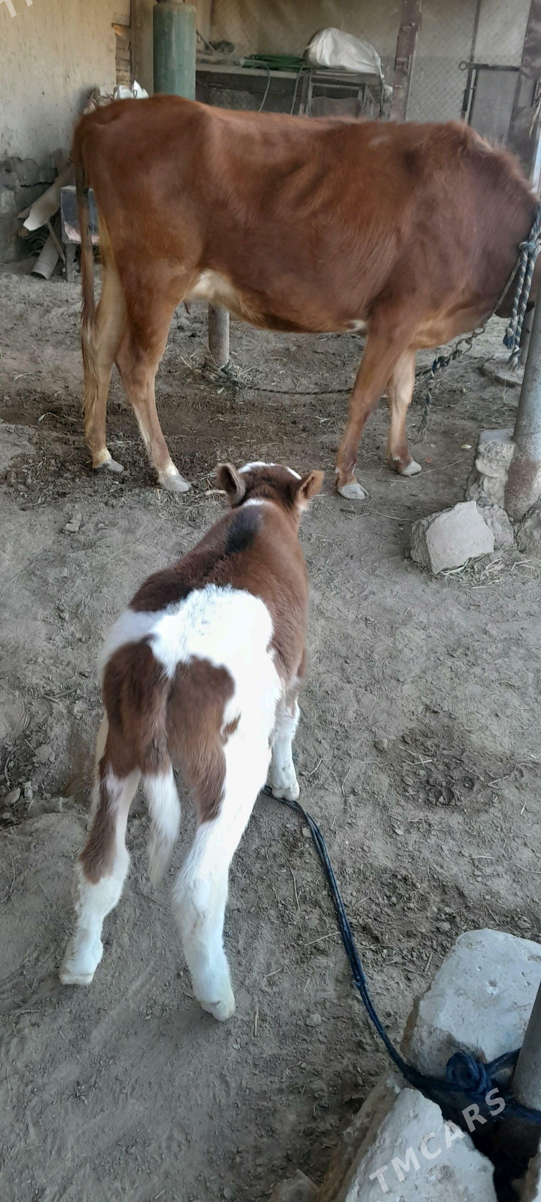 göleli sygyr - Sakarçäge - img 4