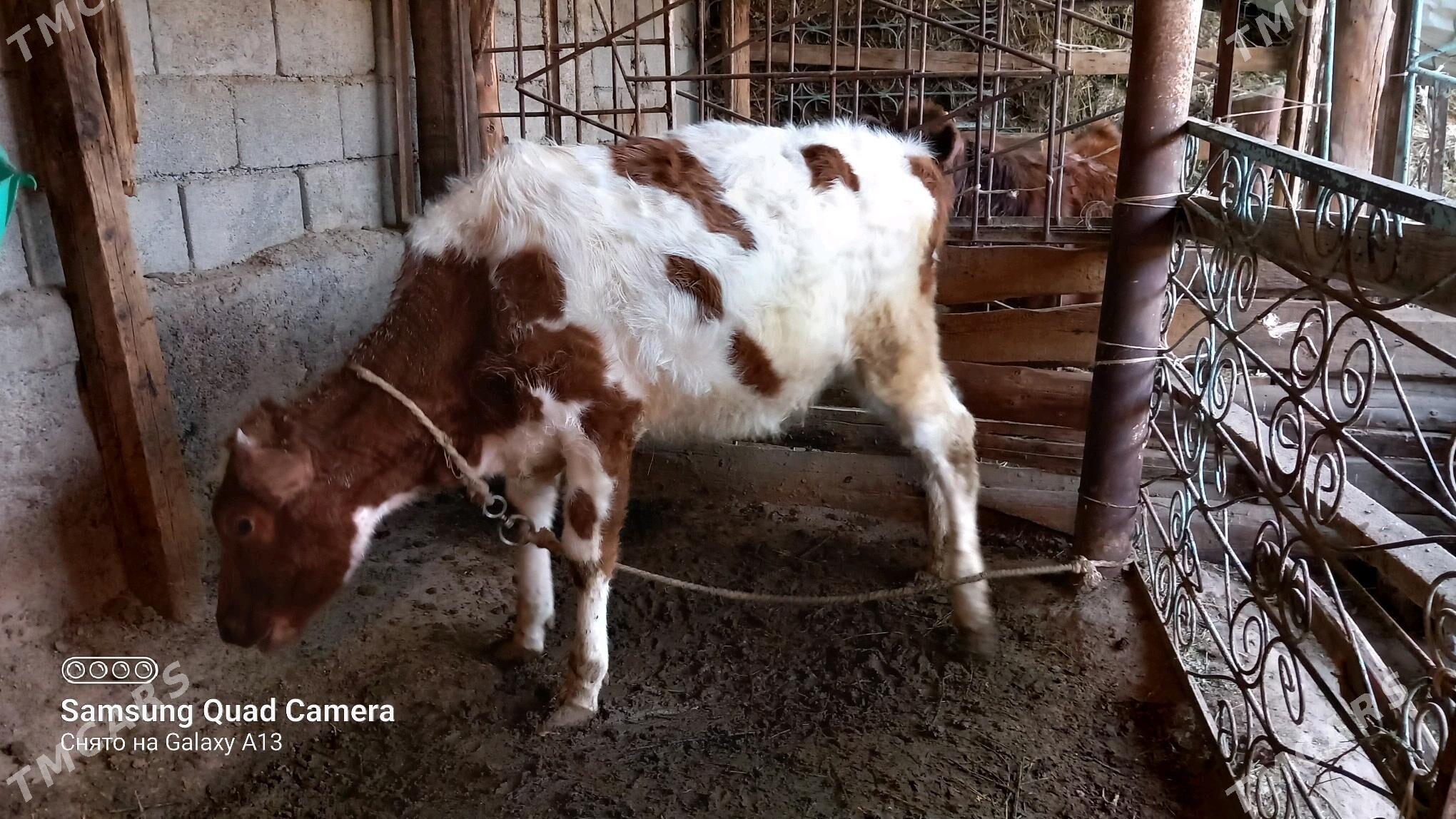 Satlyk tüwe - Gökje - img 1