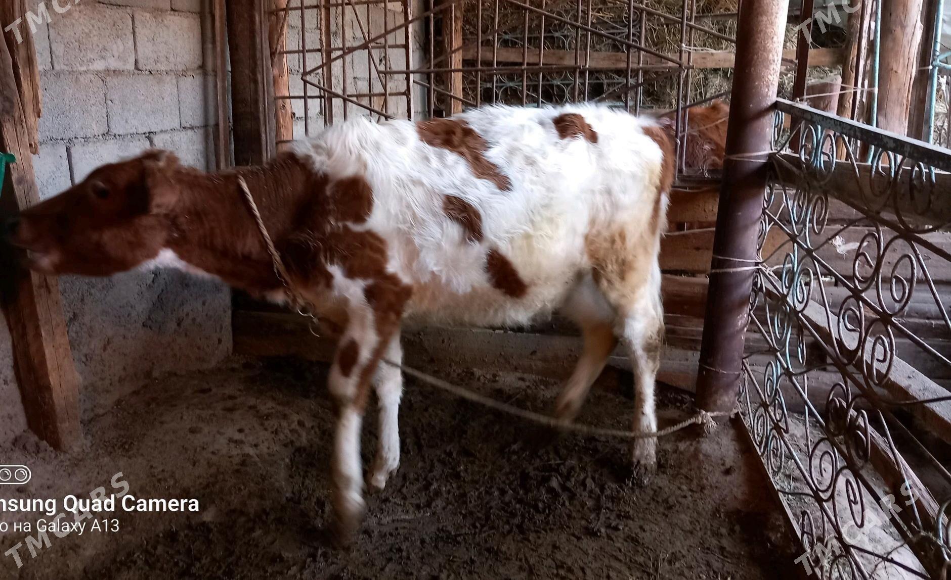 Satlyk tüwe - Gökje - img 3