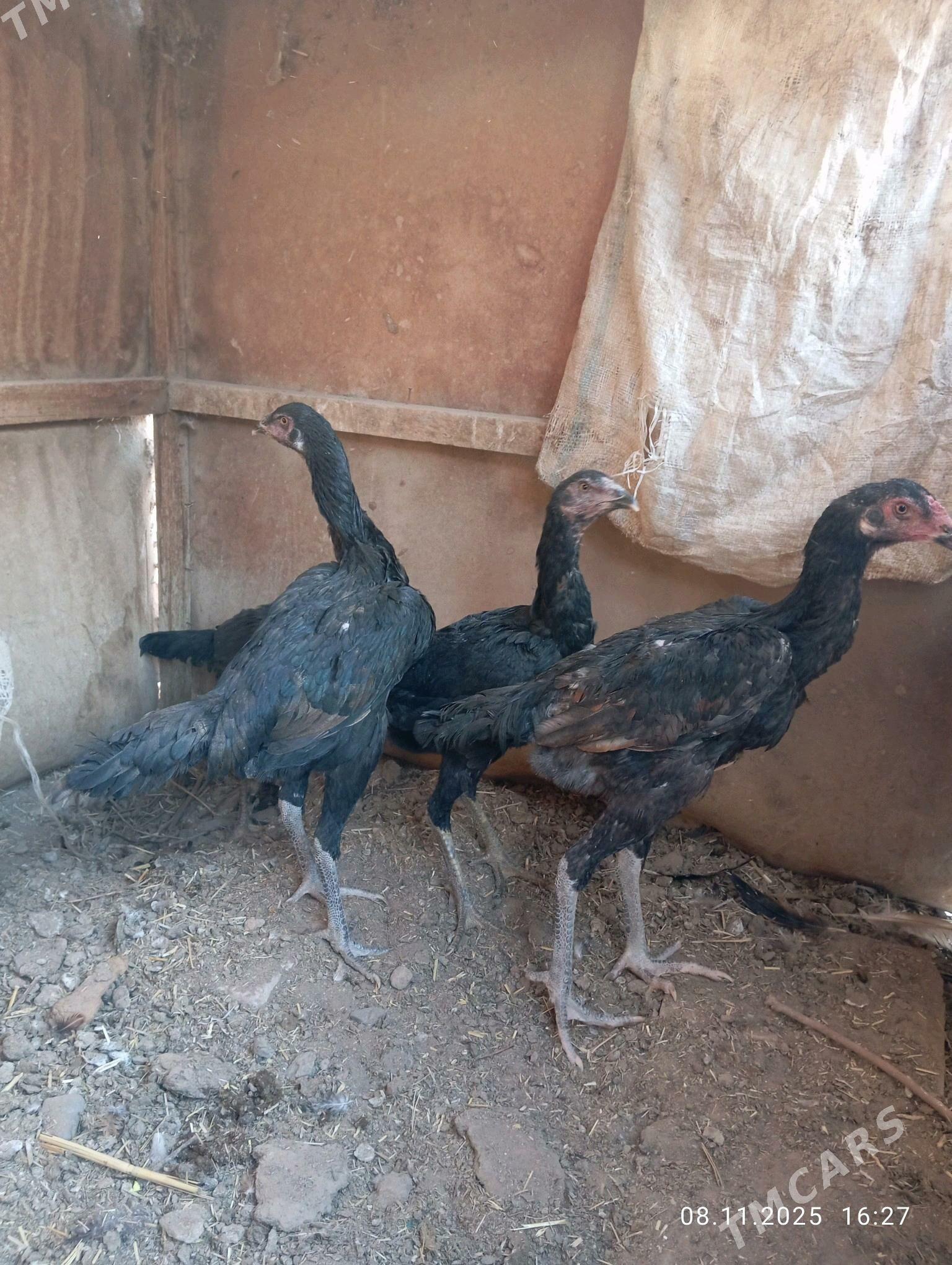 TASGENT HORAZ - Murgap - img 4