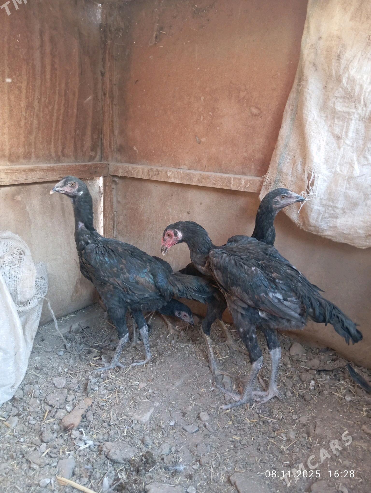 TASGENT HORAZ - Murgap - img 2