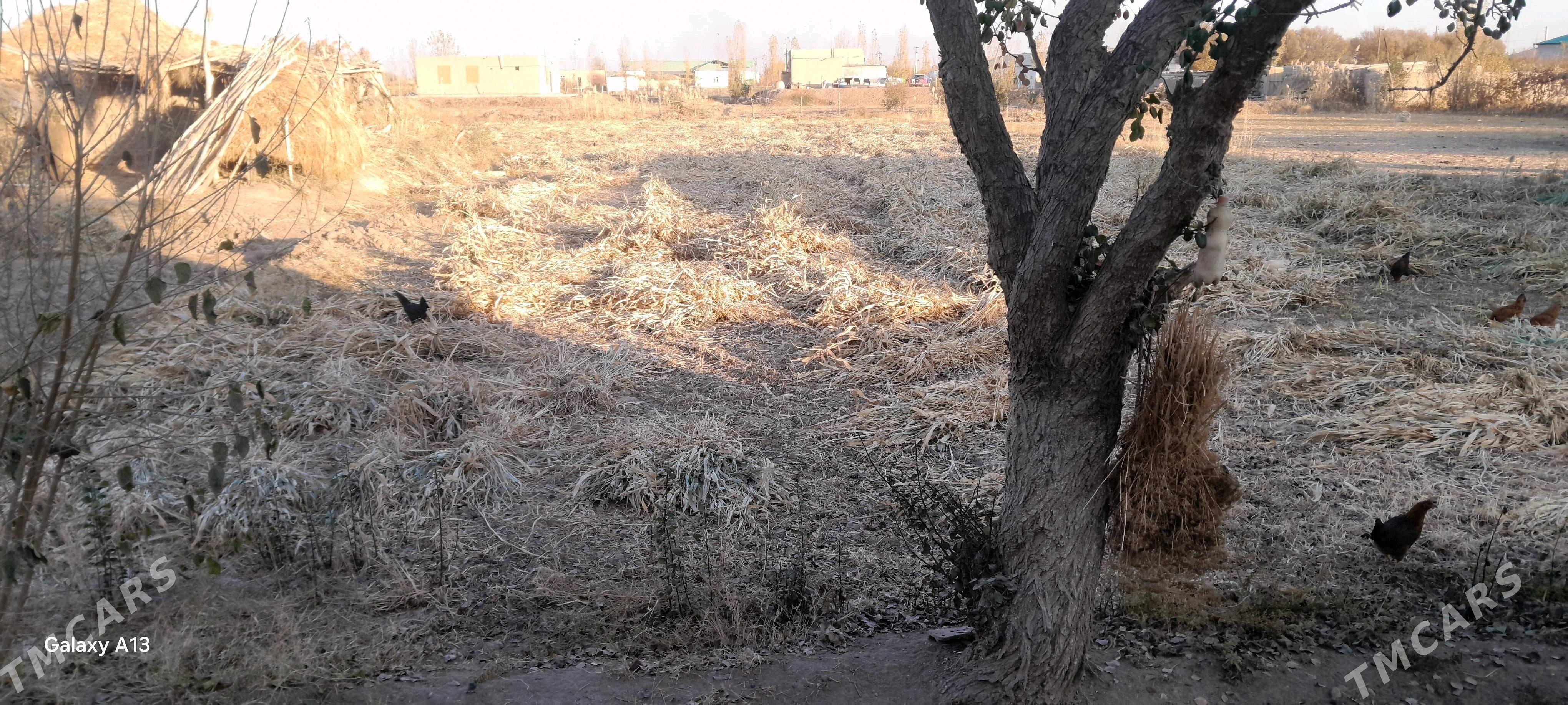 mal oty - Görogly (Tagta) - img 1