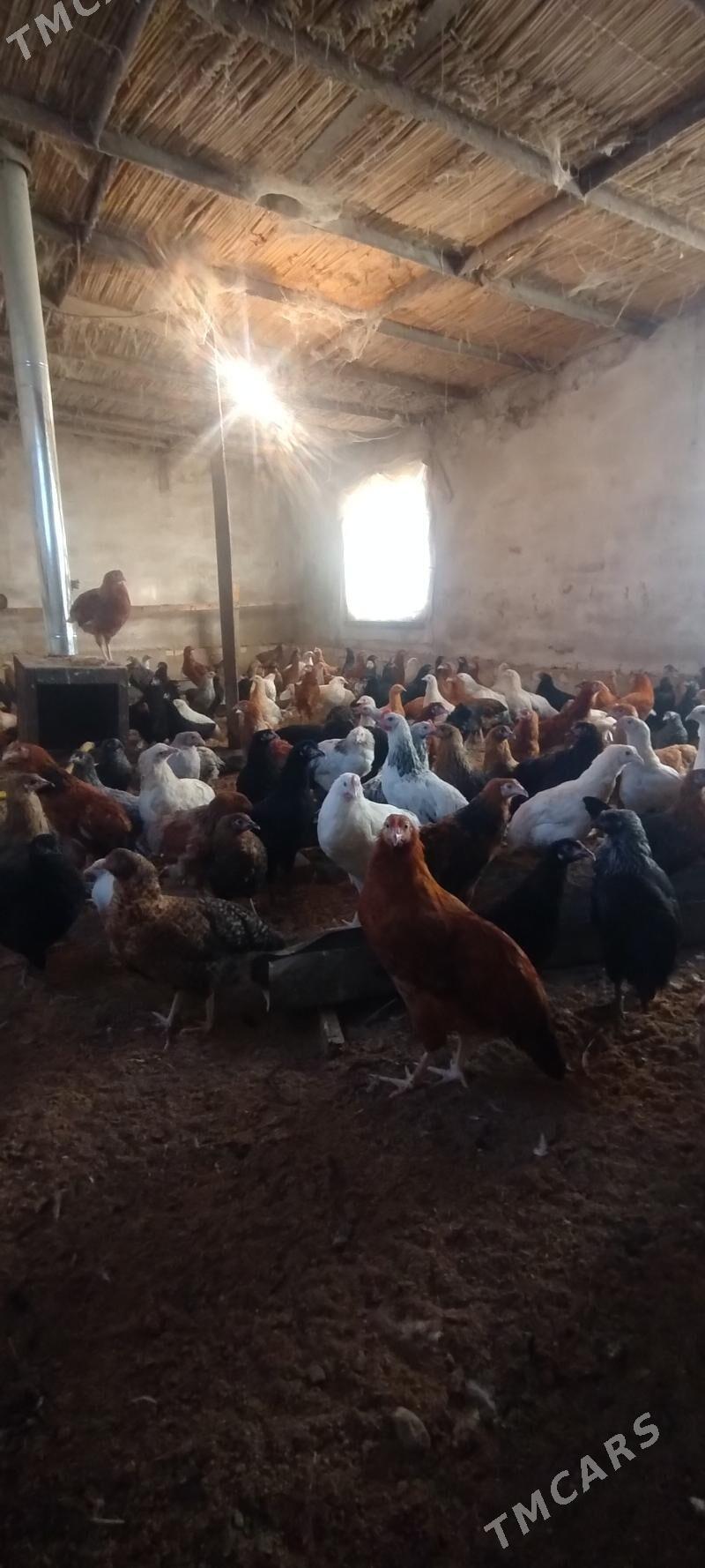 satlyk towuk - Murgap - img 2