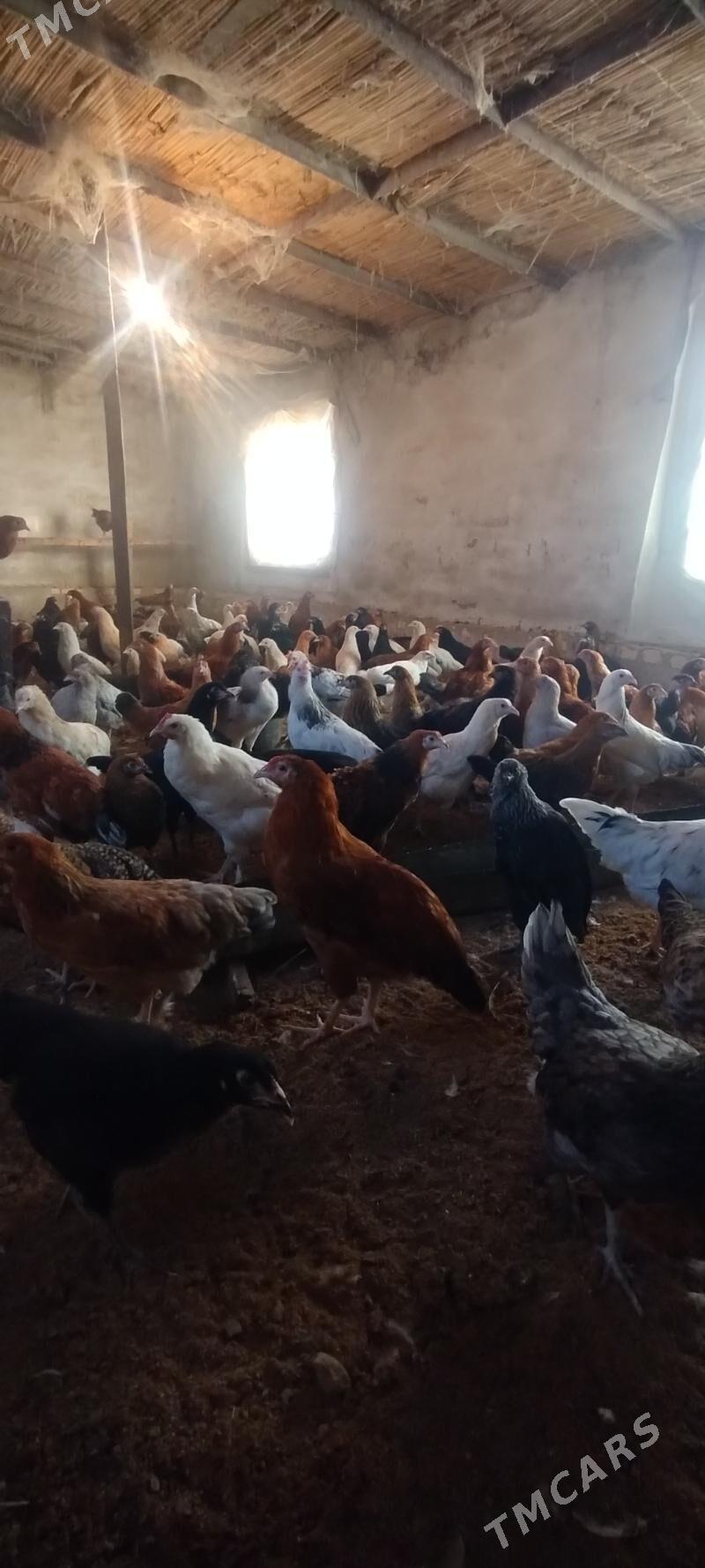 satlyk towuk - Murgap - img 3