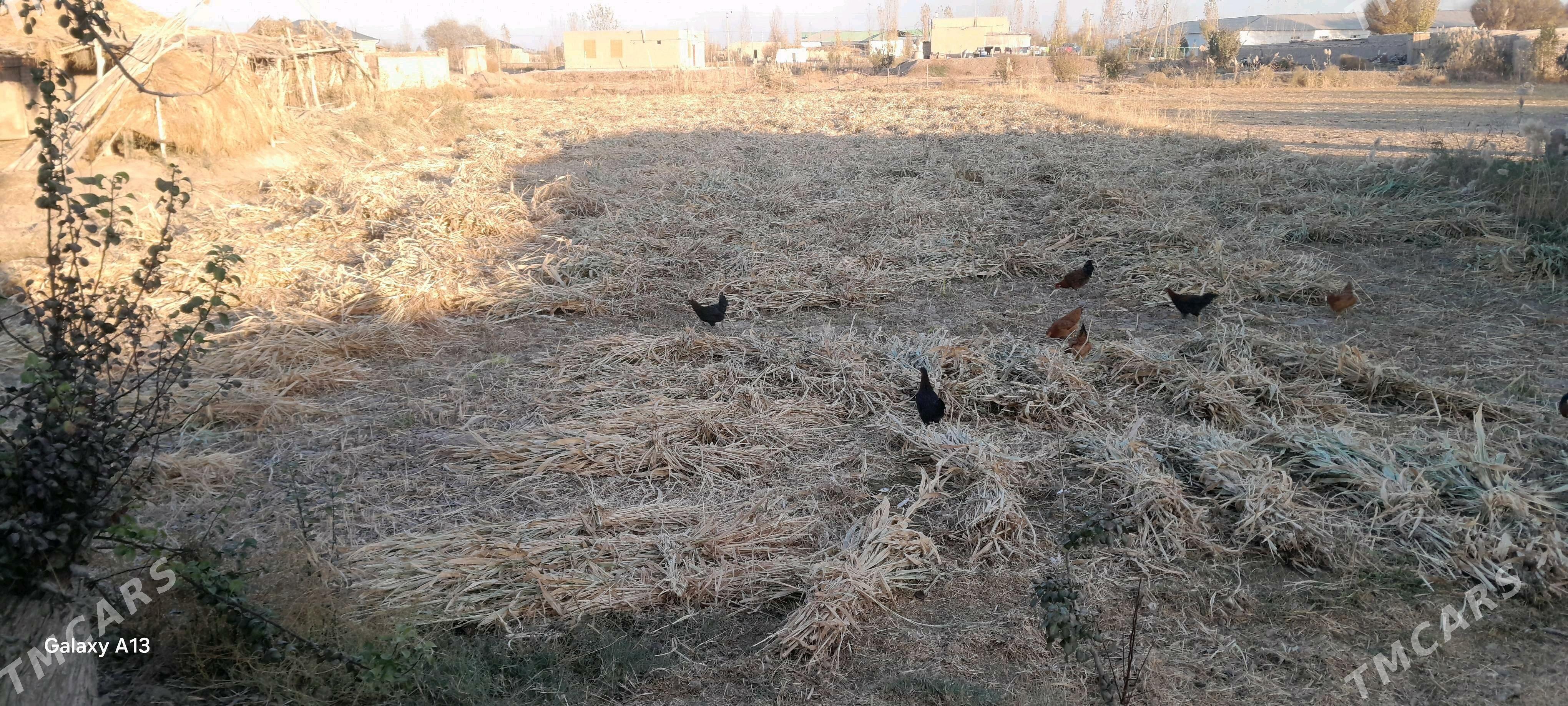 mal oty - Görogly (Tagta) - img 2