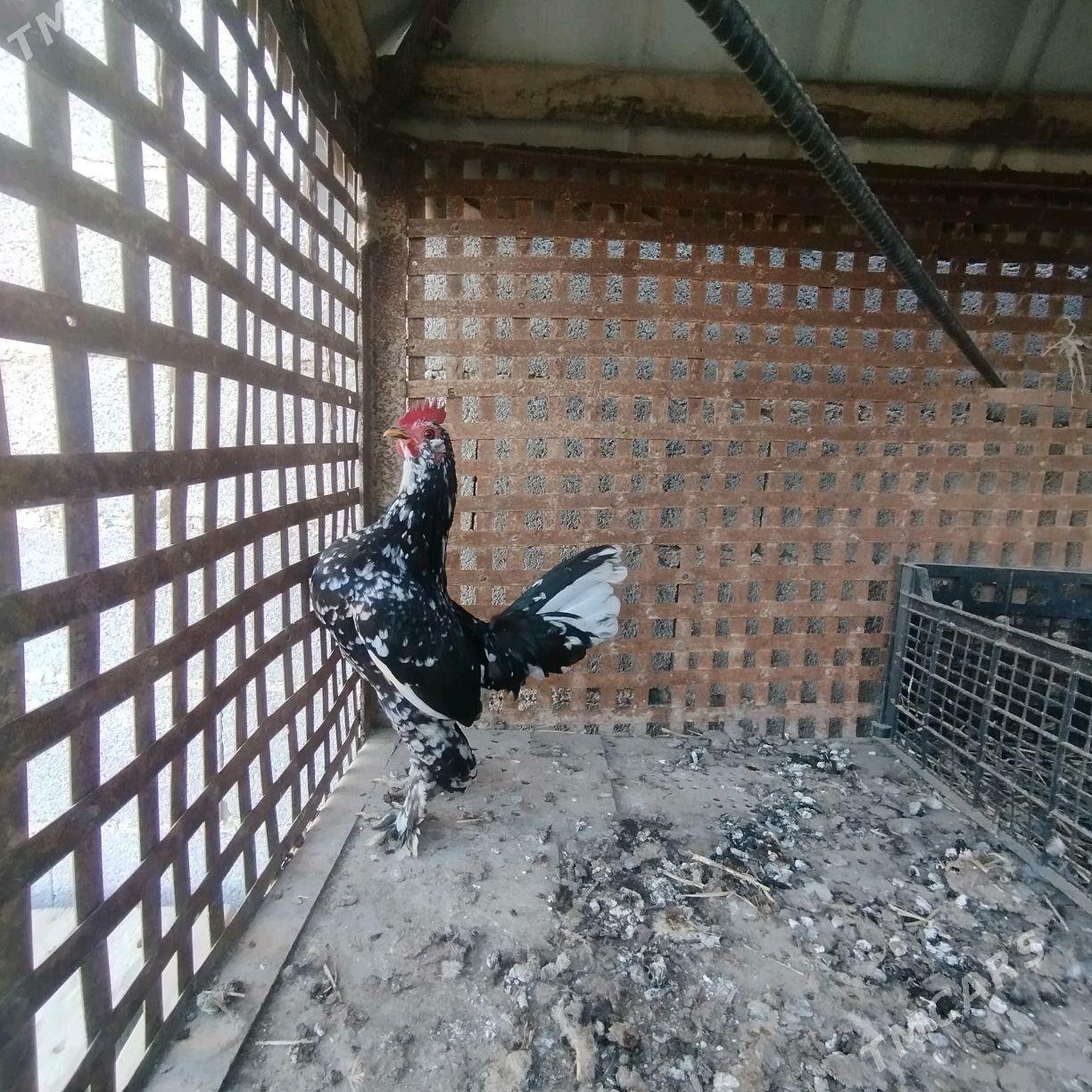 Karlik - Бахарден - img 2