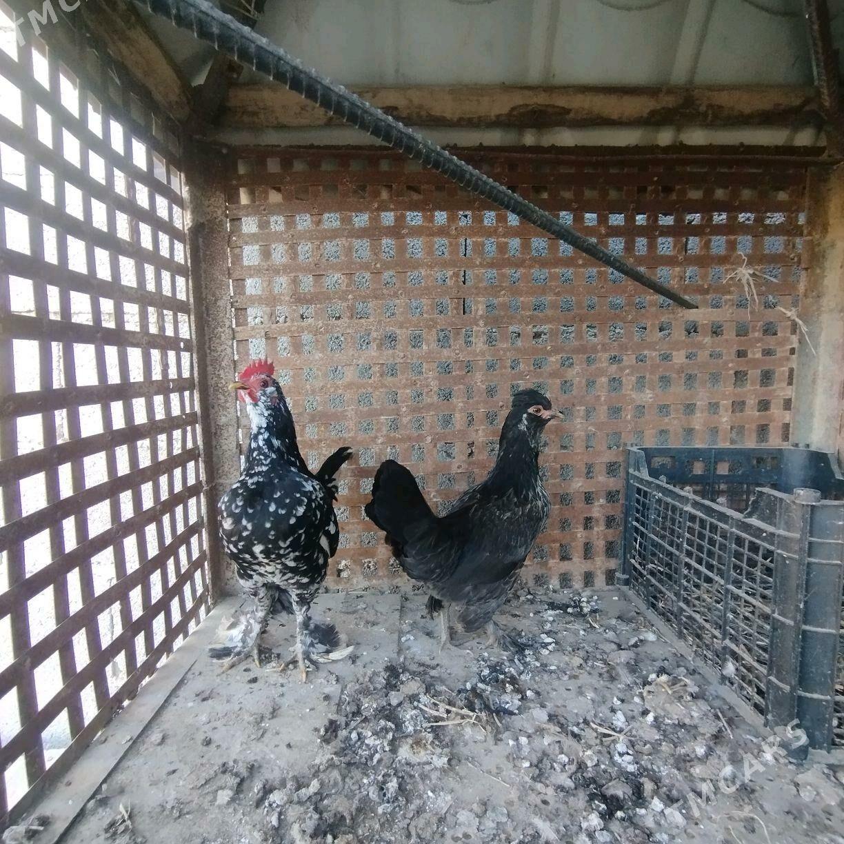 Karlik - Бахарден - img 3