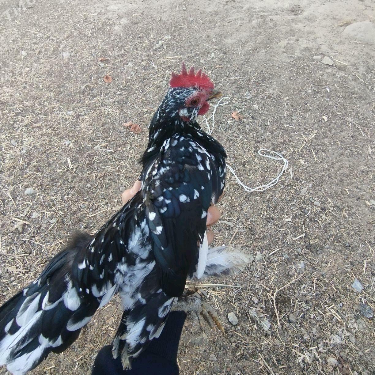 Karlik - Бахарден - img 5