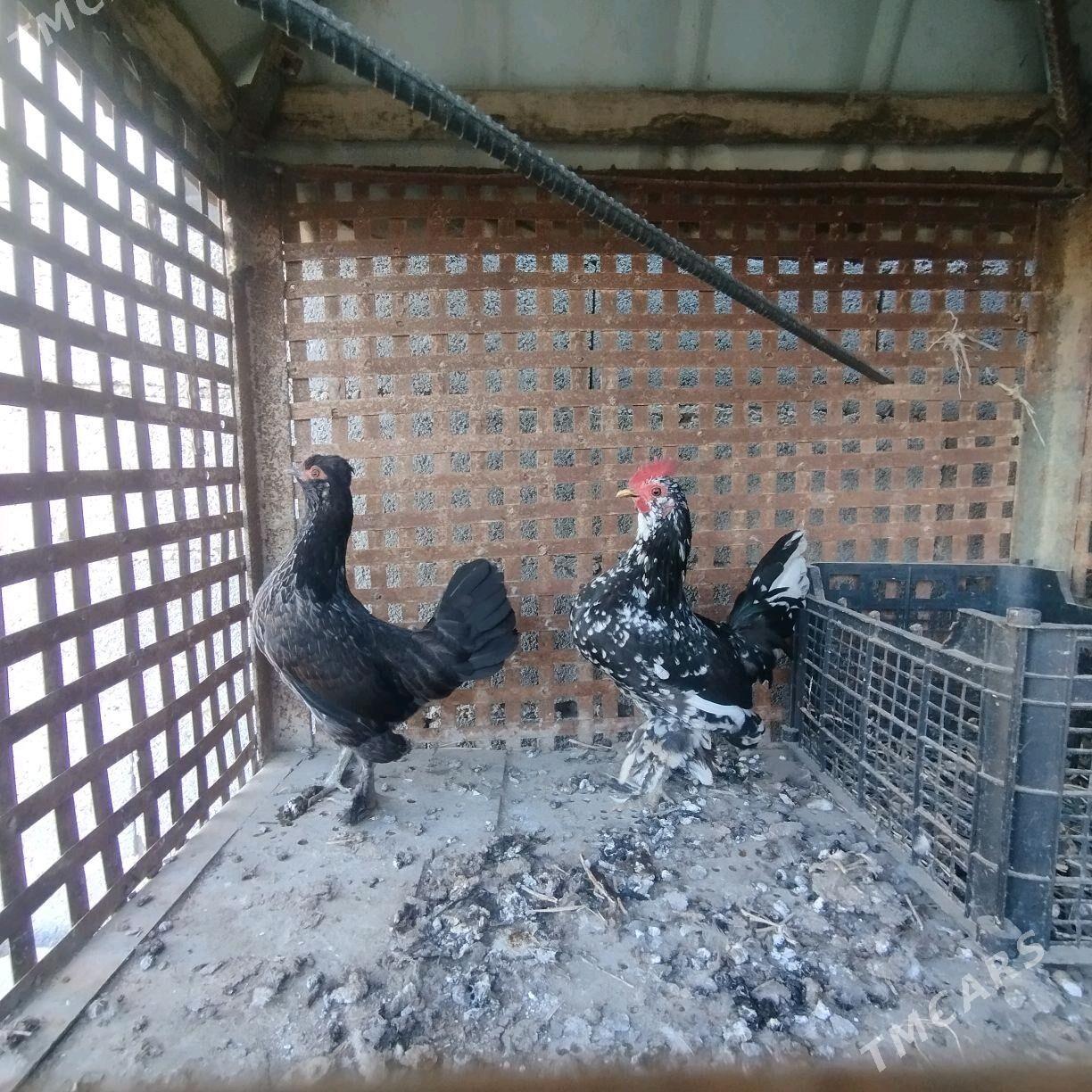 Karlik - Бахарден - img 4