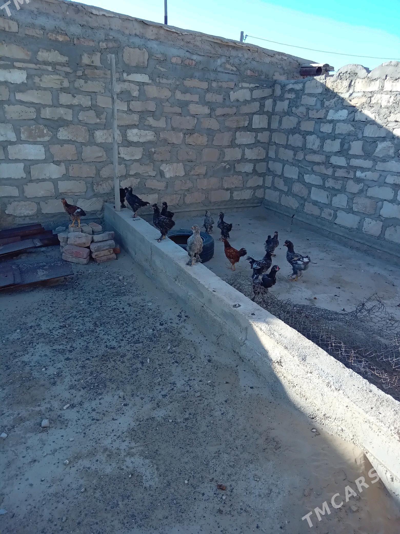 juyje - Гумдаг - img 1