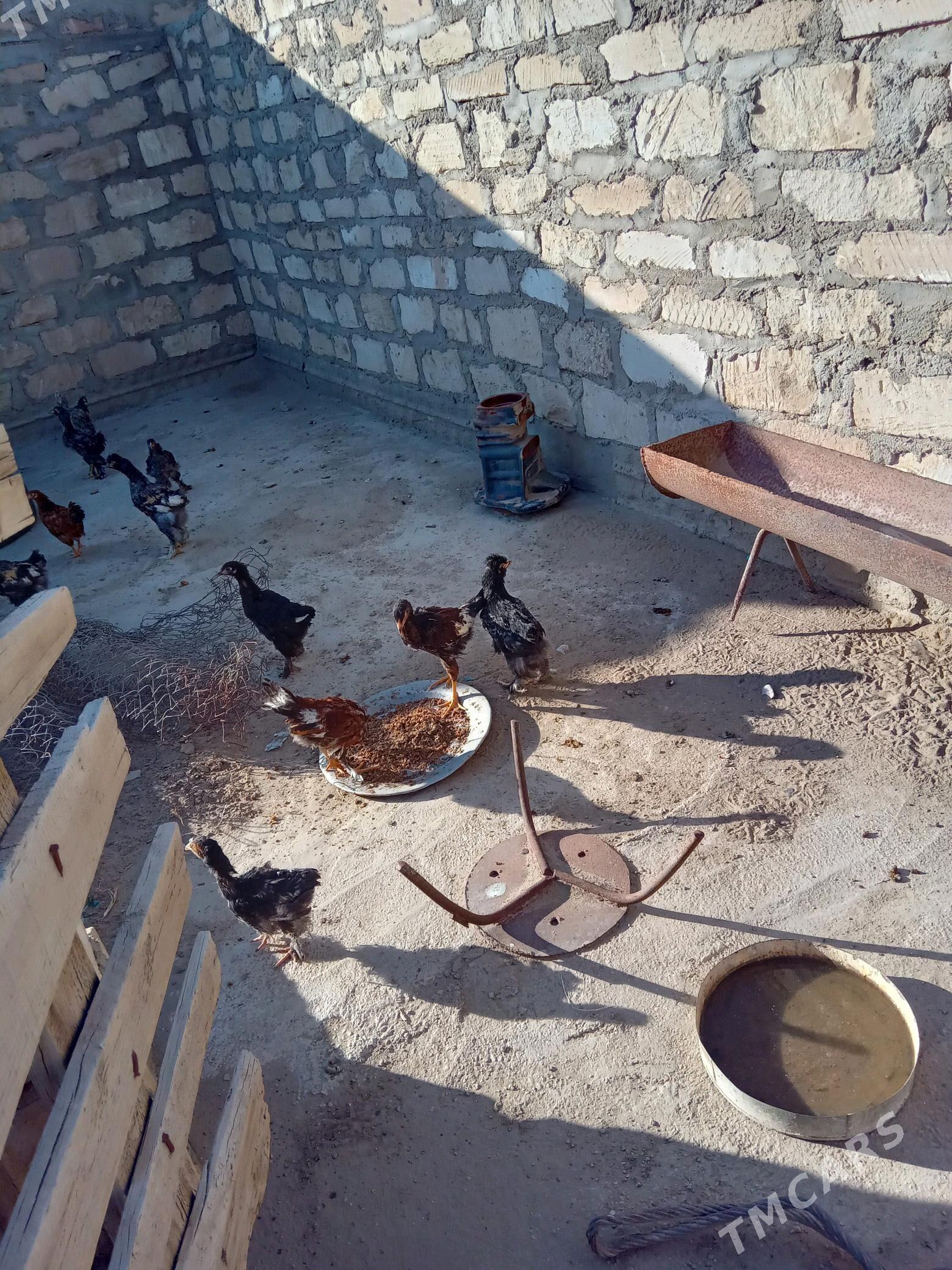 juyje - Гумдаг - img 2