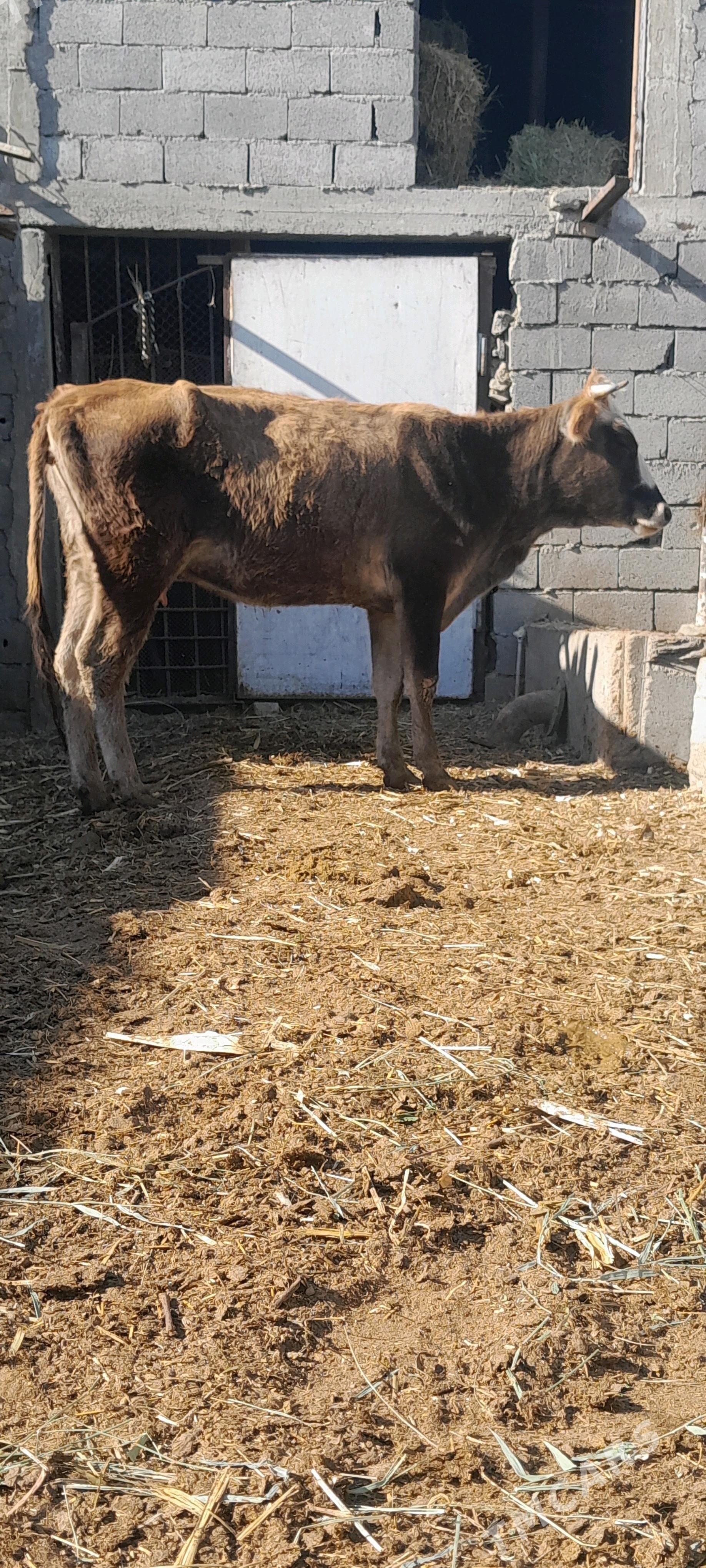 Gyssagly sygyr - Бахарден - img 2