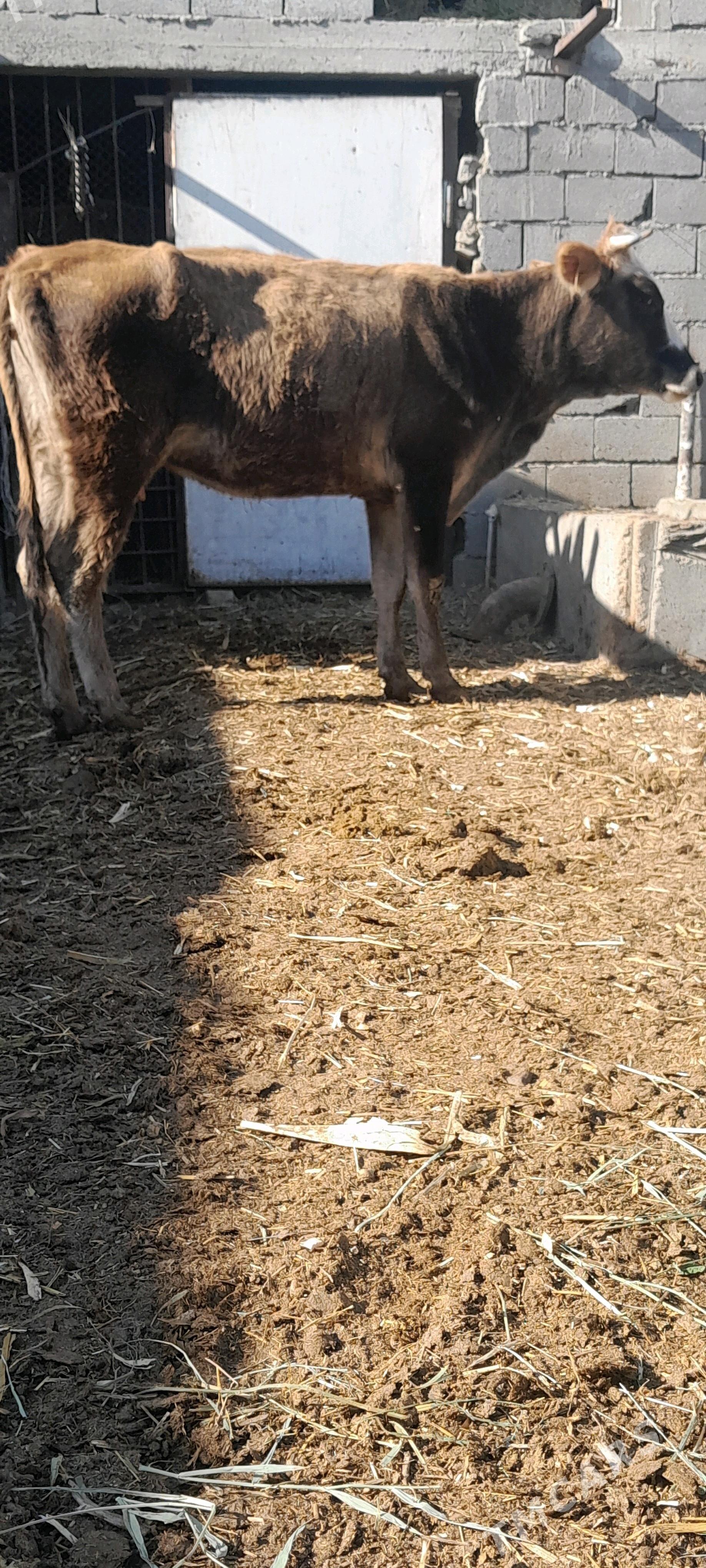 Gyssagly sygyr - Бахарден - img 3