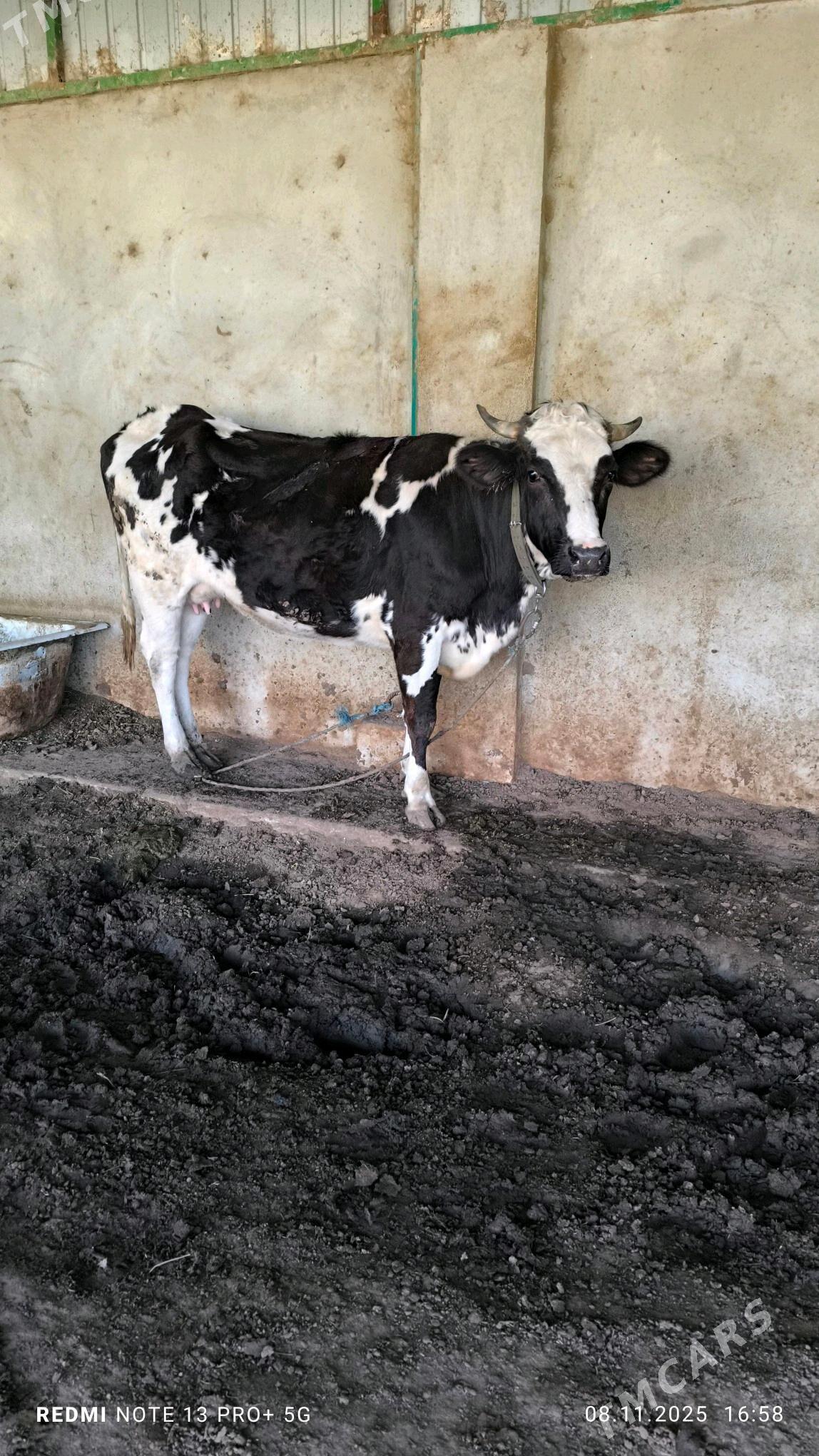 bogaz sygyr - Ашхабад - img 1