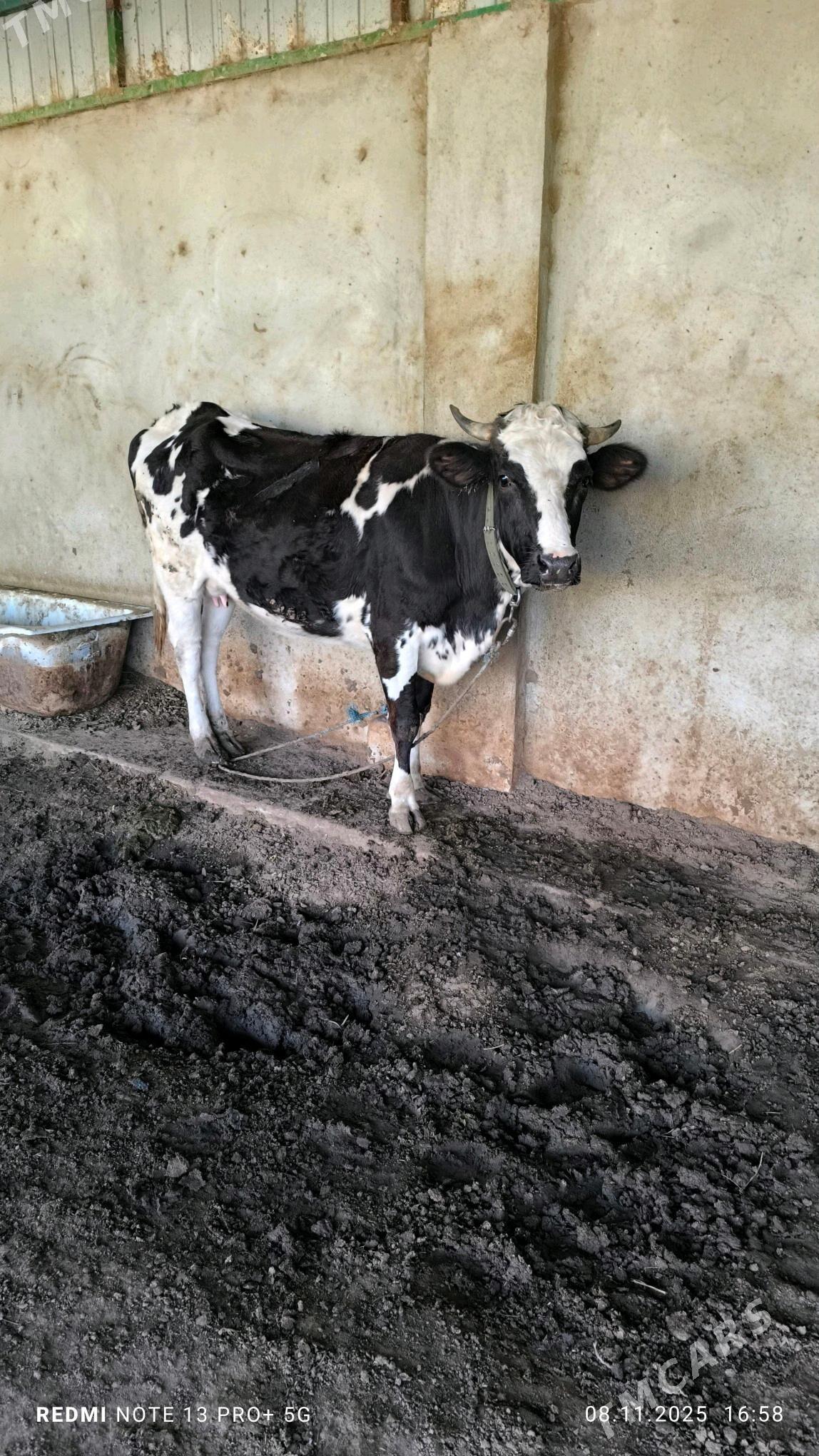 bogaz sygyr - Ашхабад - img 2