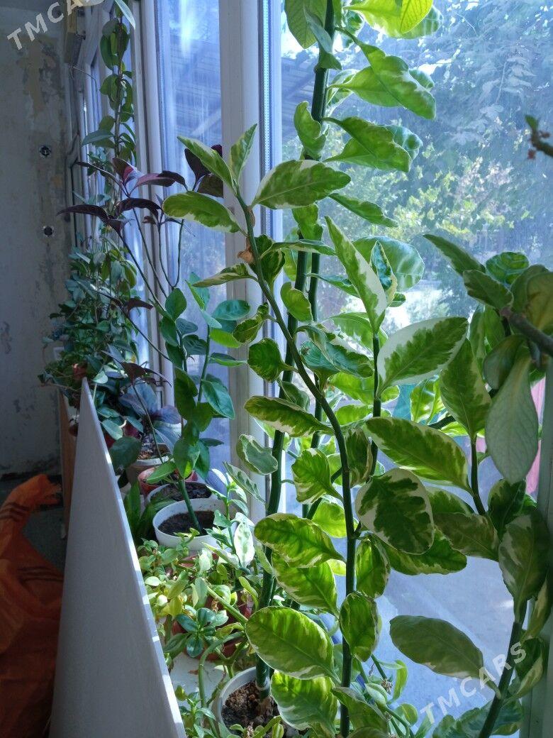 распродажа цветов - Kim raýon - img 2