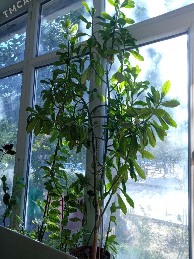 распродажа цветов - Kim raýon - img 3