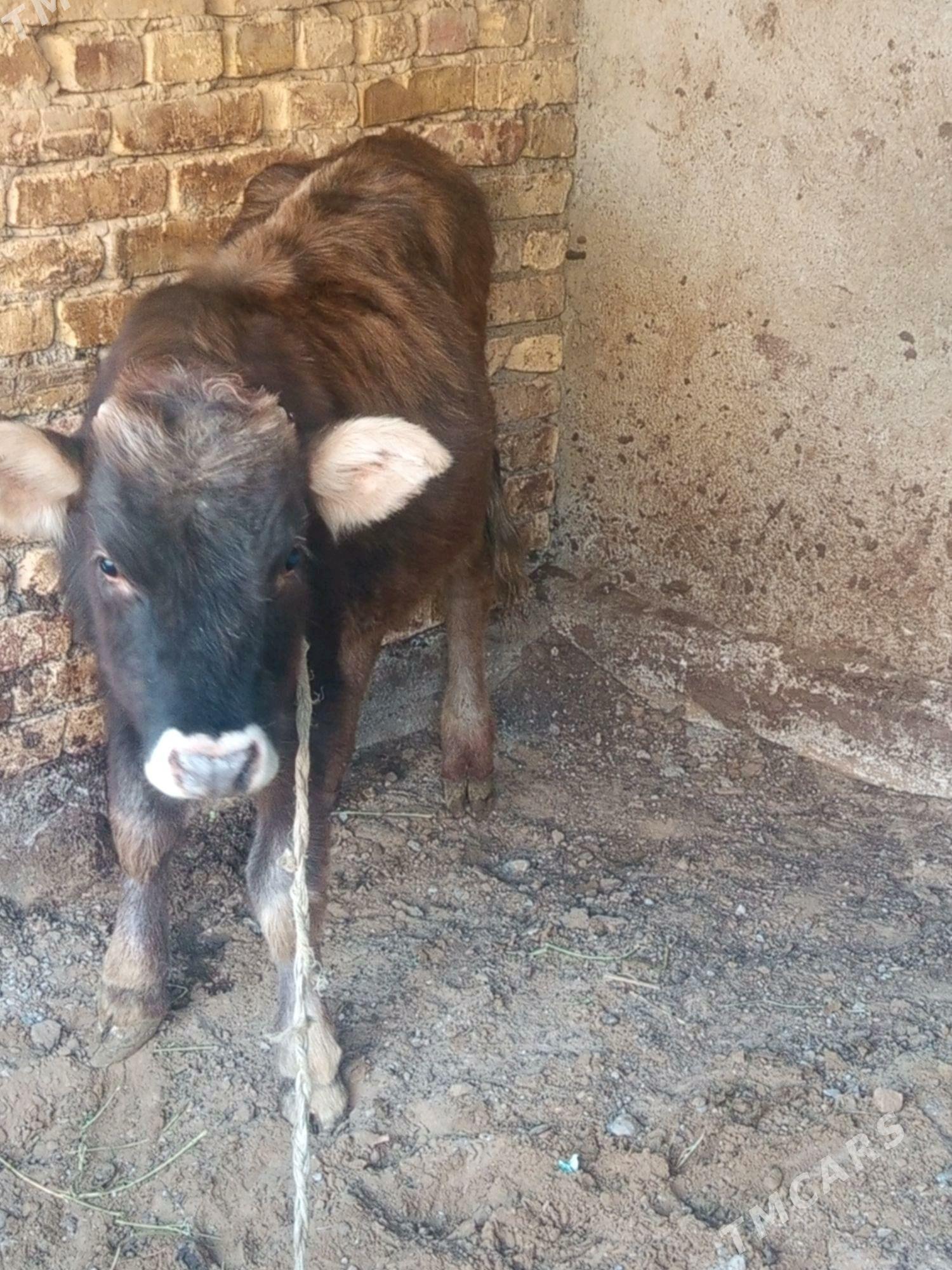 Tüwe - Çoganly - img 3