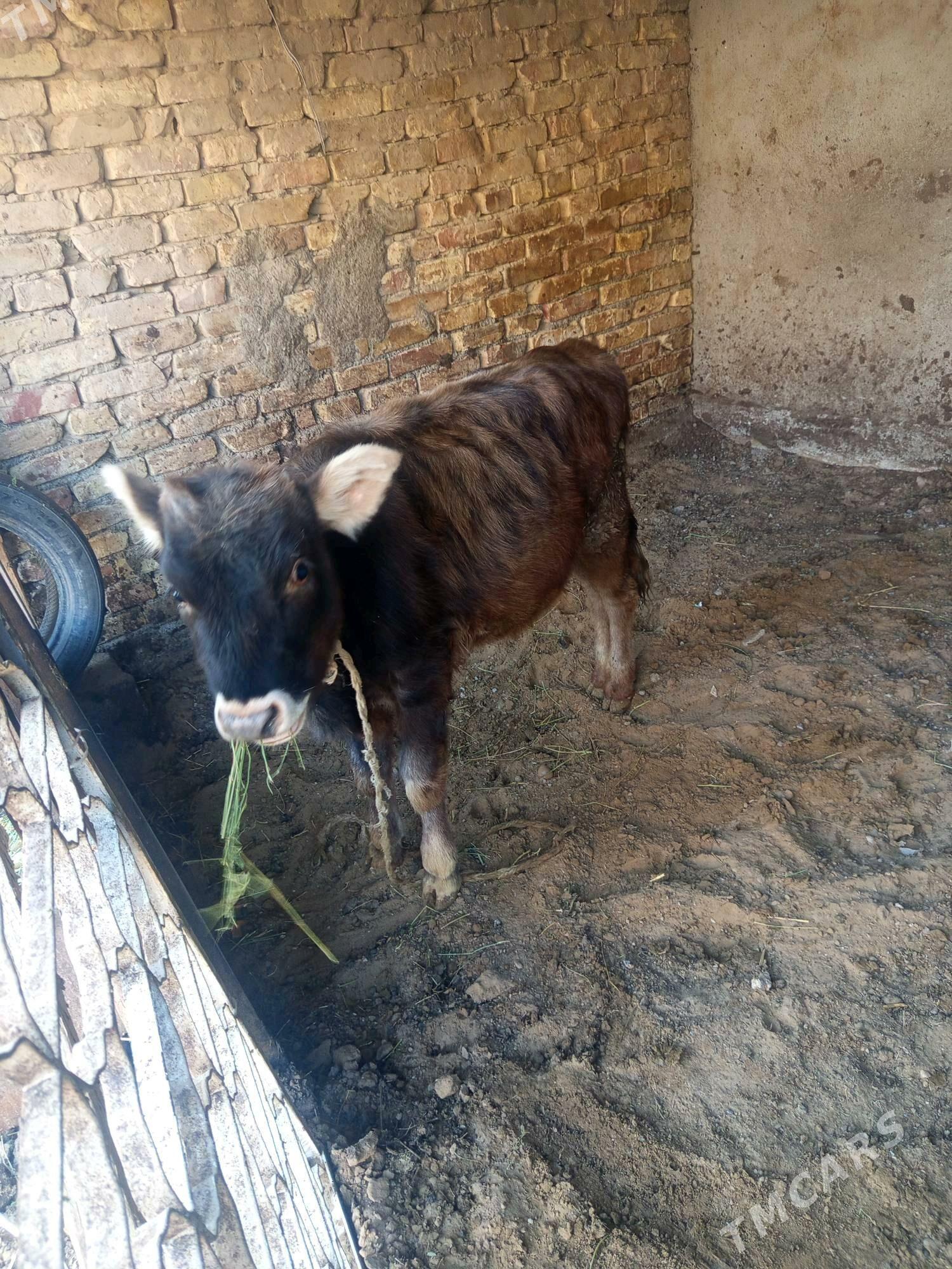 Tüwe - Çoganly - img 2