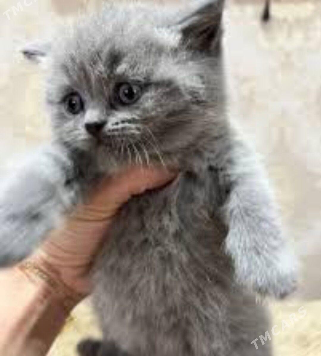 шотландцы страйт - Ашхабад - img 1