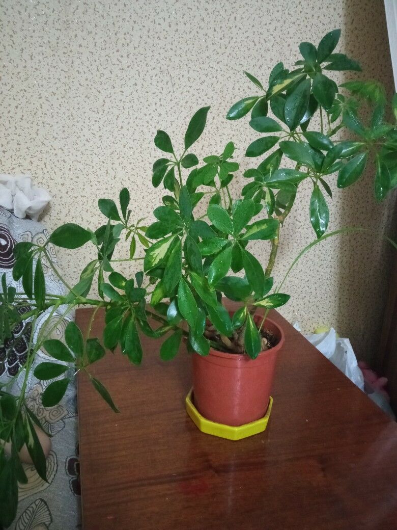 домашние цветы - Kim raýon - img 2