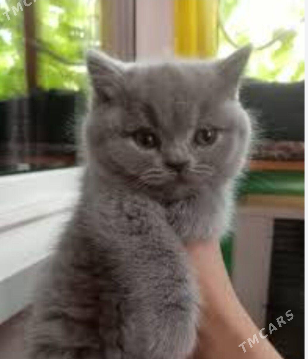 шотландцы страйт - Ашхабад - img 2