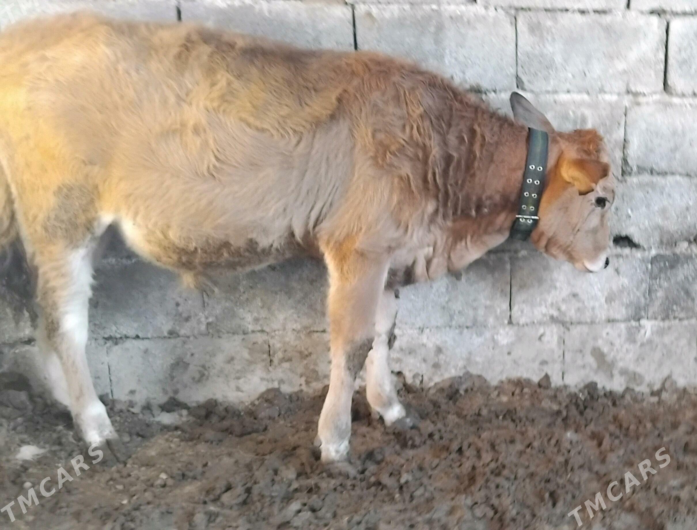 Gole okuz - Гуртли - img 3