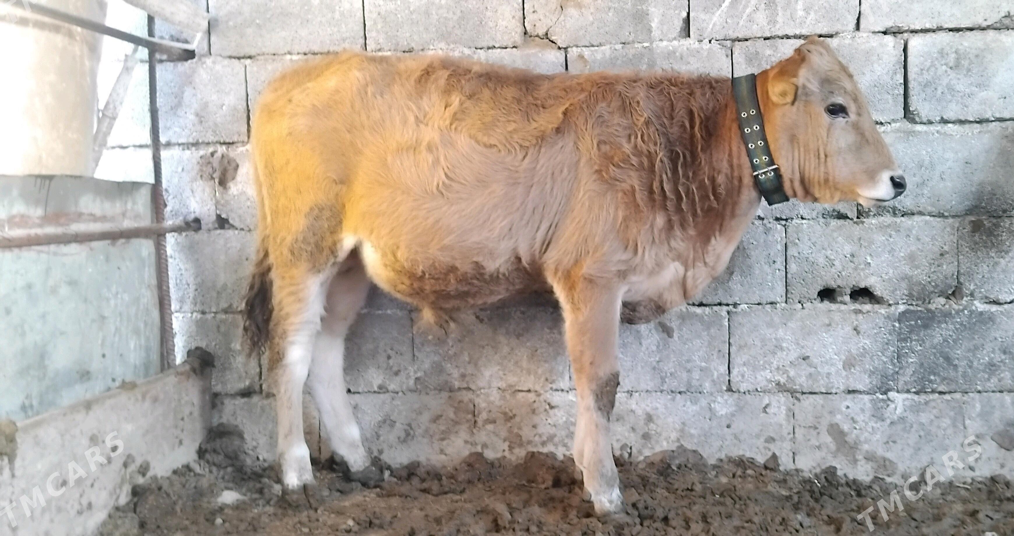 Gole okuz - Гуртли - img 2