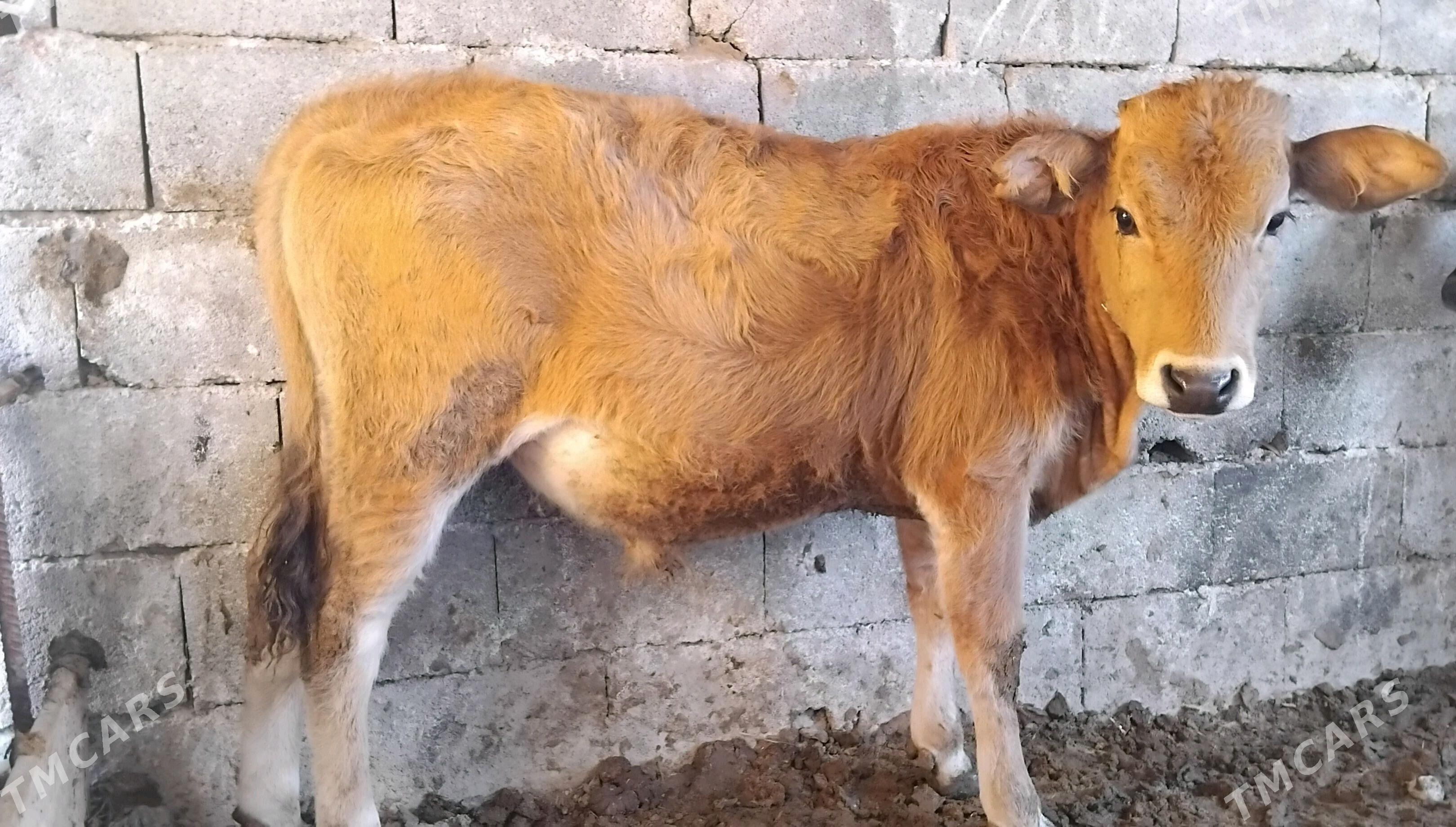 Gole okuz - Гуртли - img 4