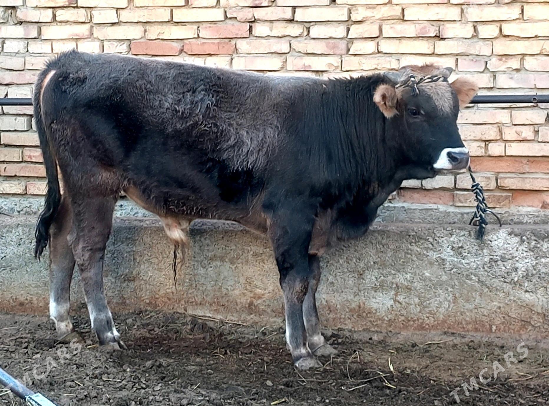 Şiwes tohum okuz - Гёкдепе - img 2