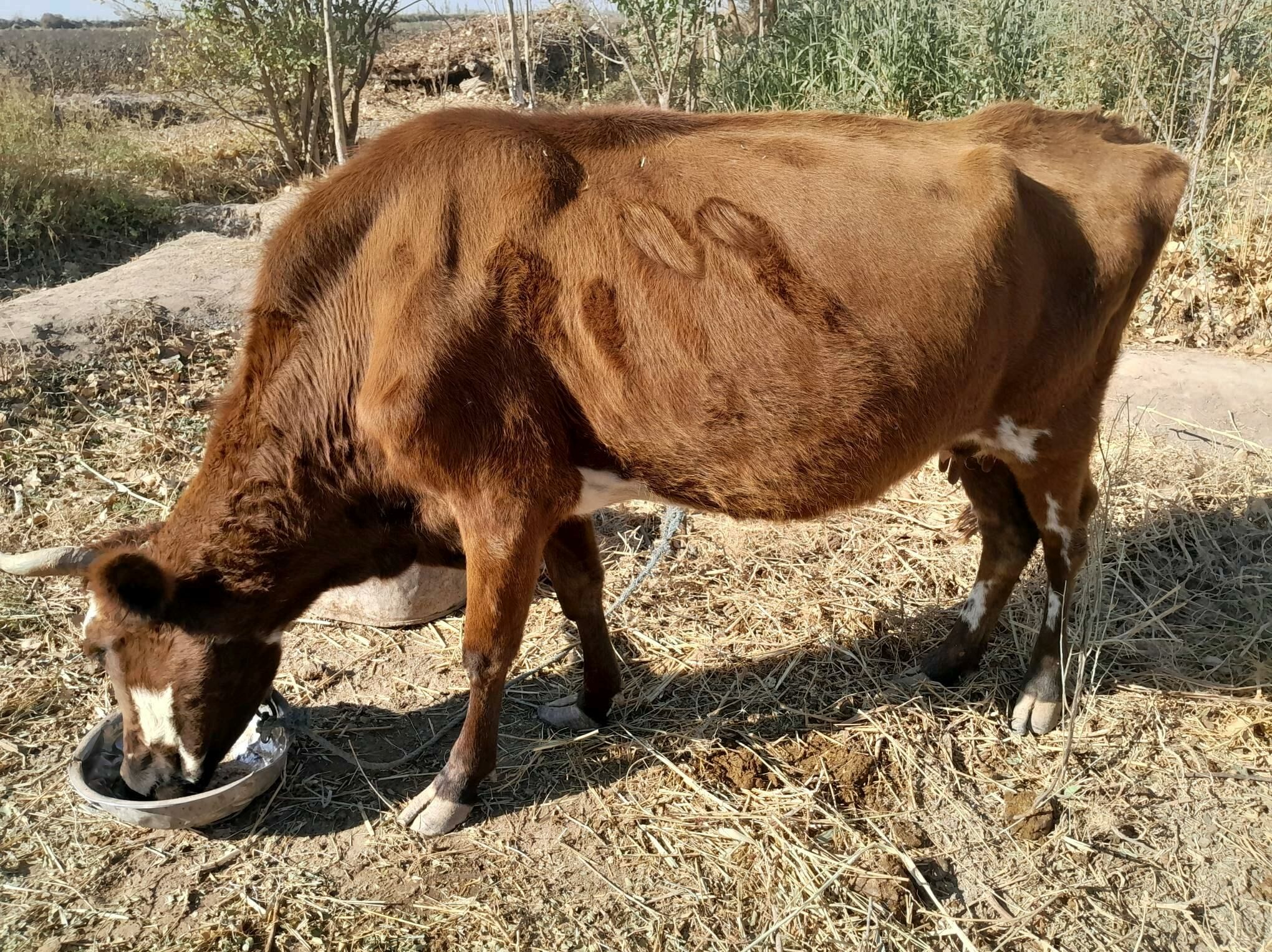 Gòleli sygyr - Gurbansoltan Eje - img 7