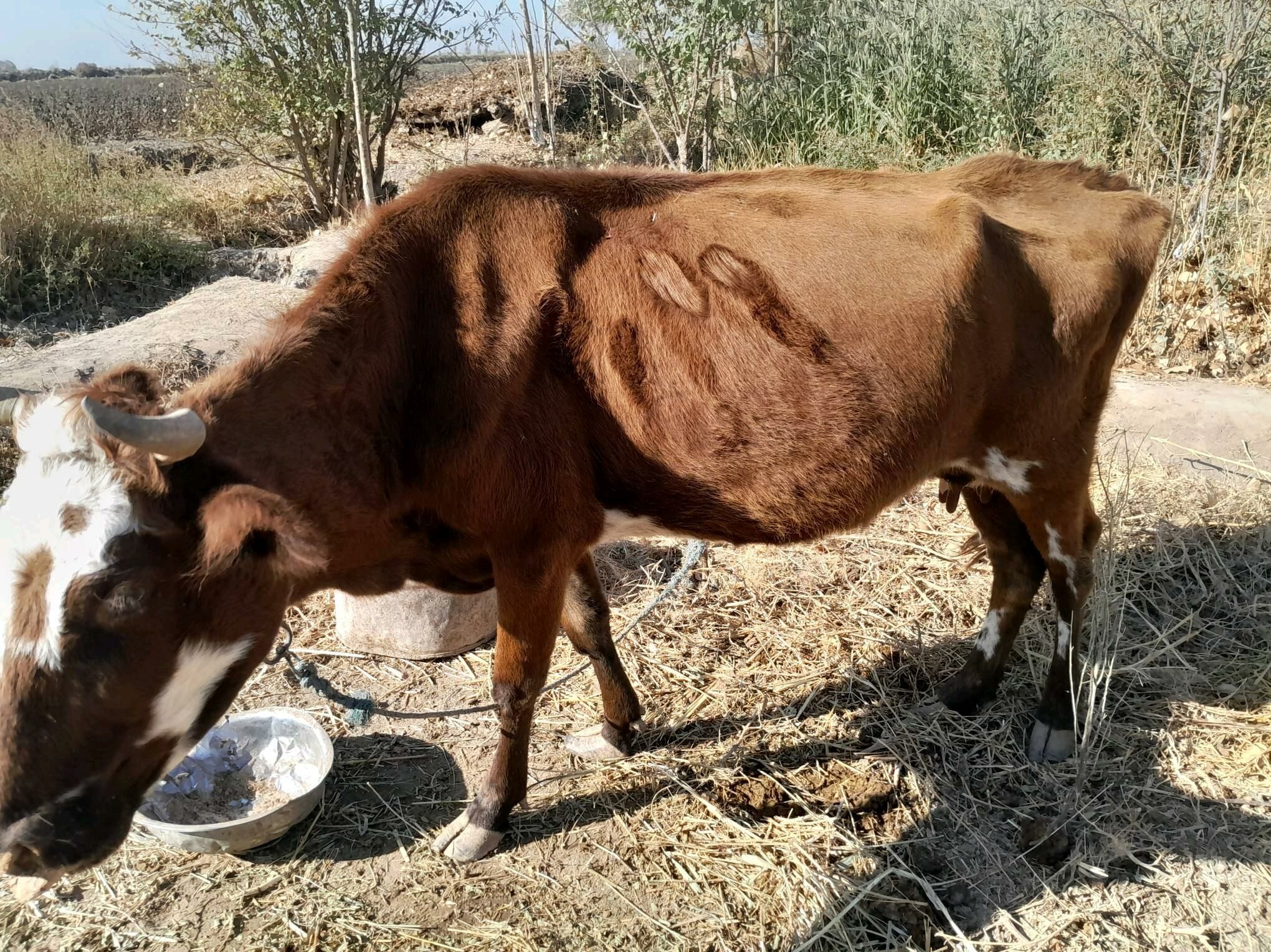 Gòleli sygyr - Gurbansoltan Eje - img 9