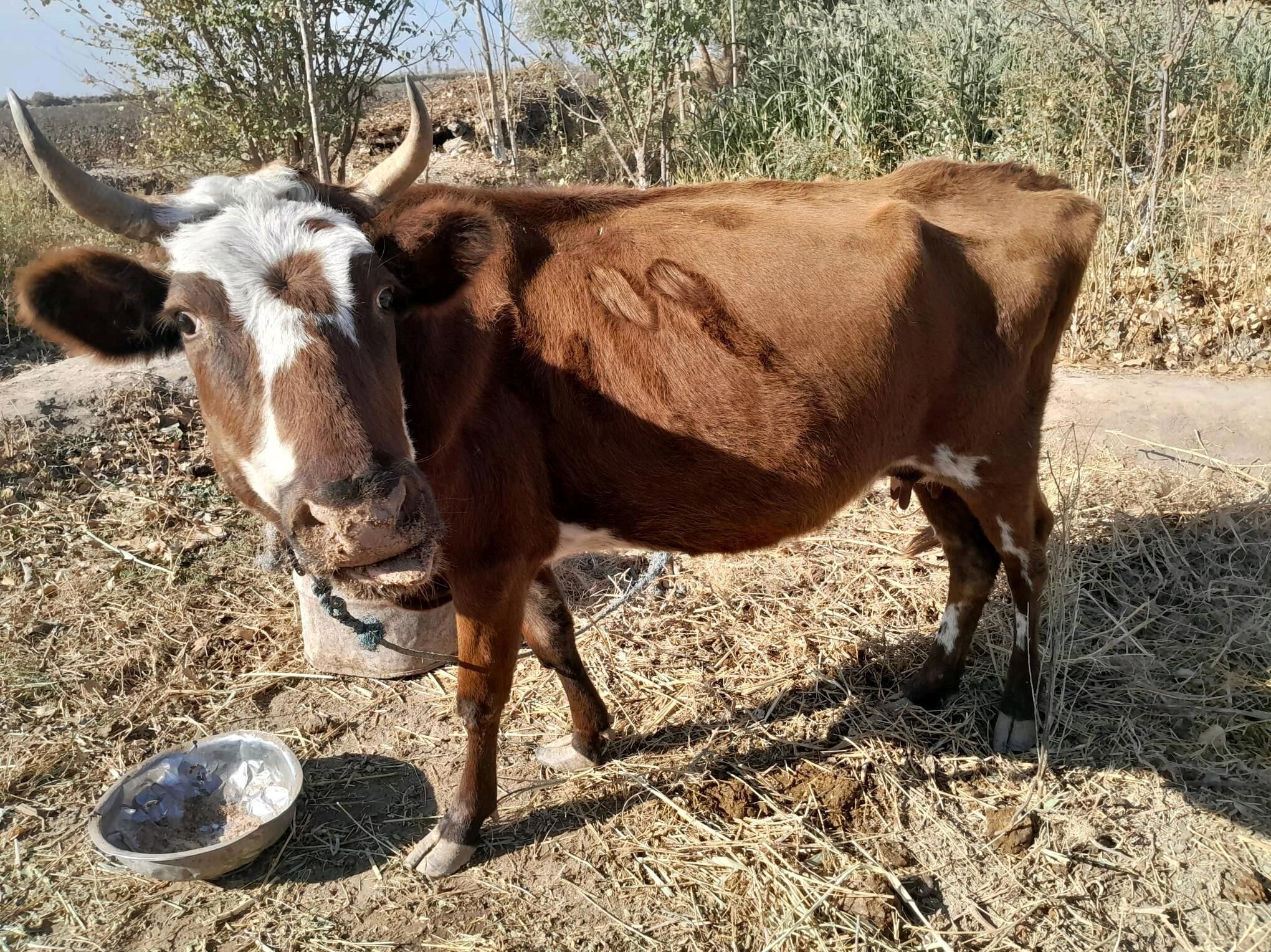 Gòleli sygyr - Gurbansoltan Eje - img 10