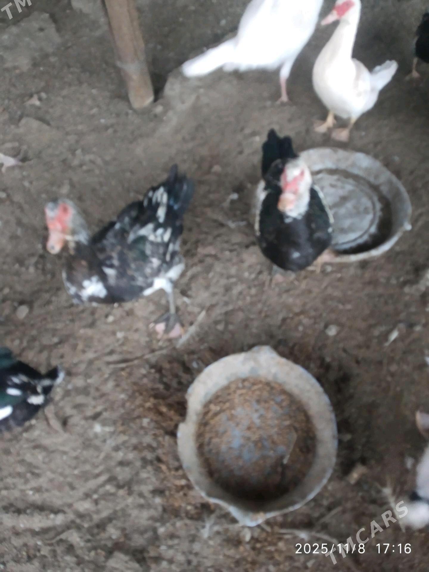 muskus ordek - Türkmenabat - img 3