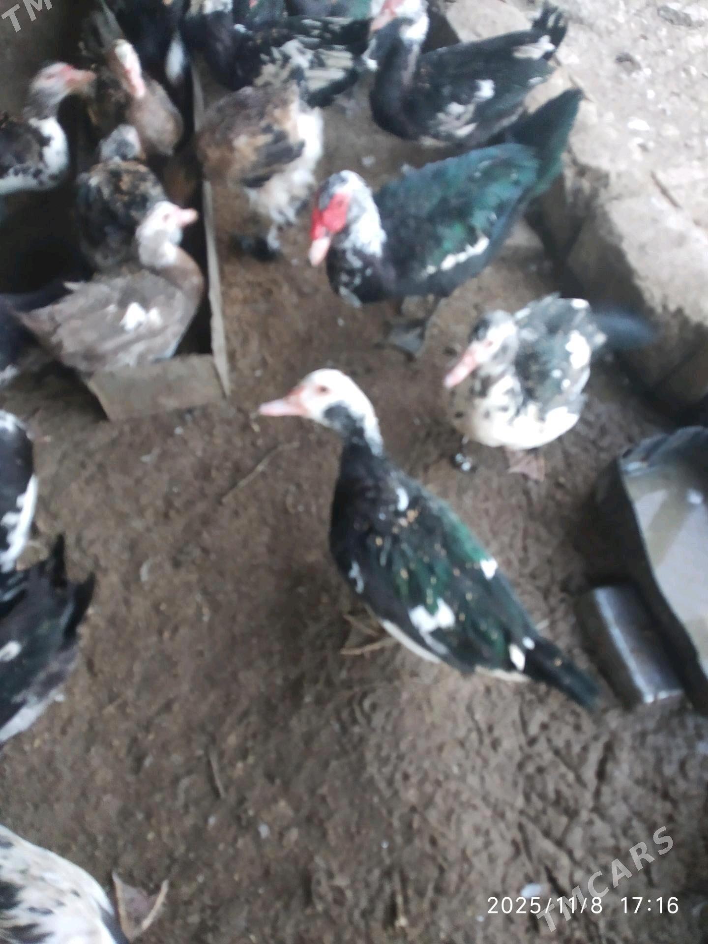 muskus ordek - Türkmenabat - img 4