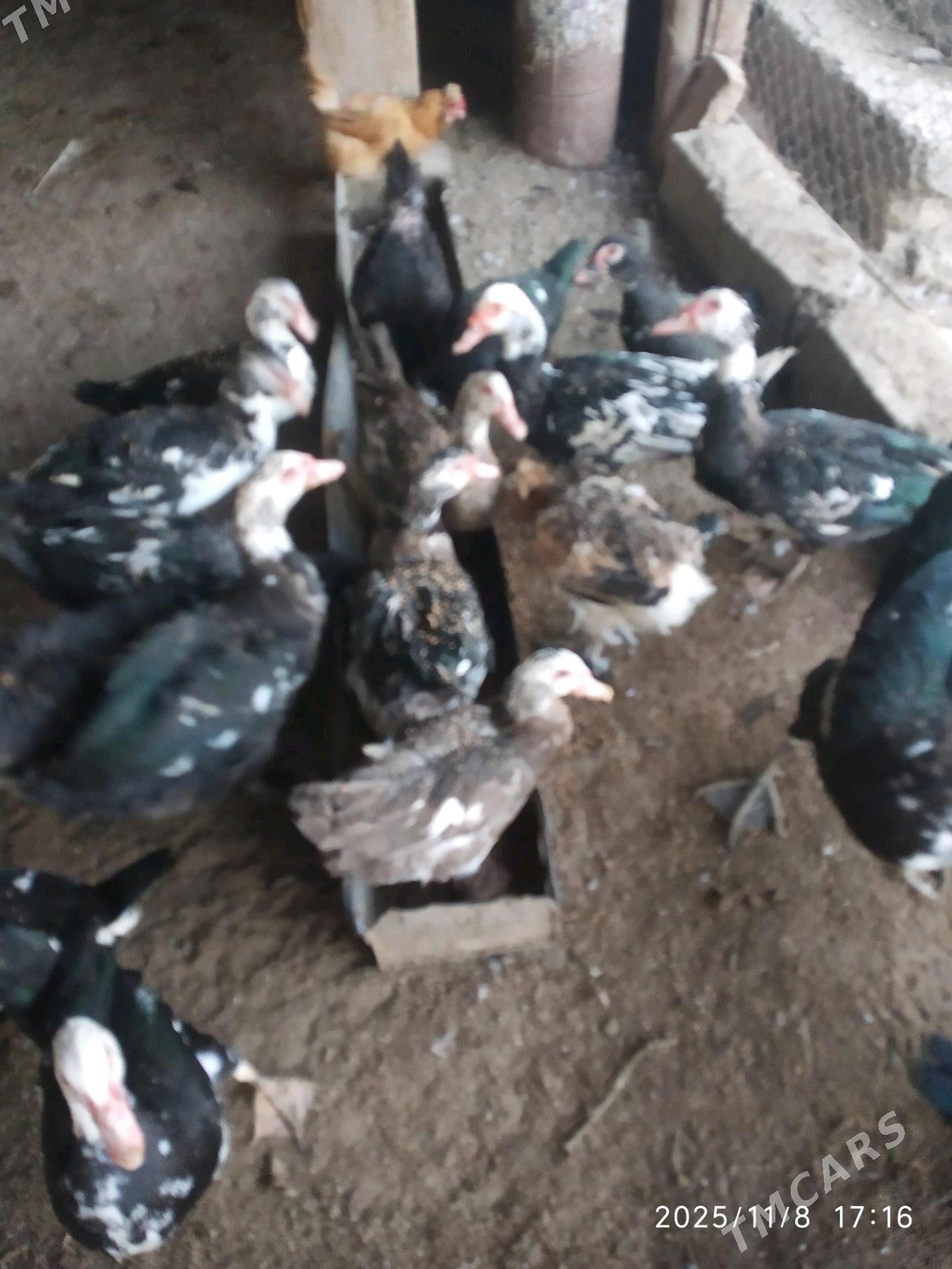 muskus ordek - Türkmenabat - img 2