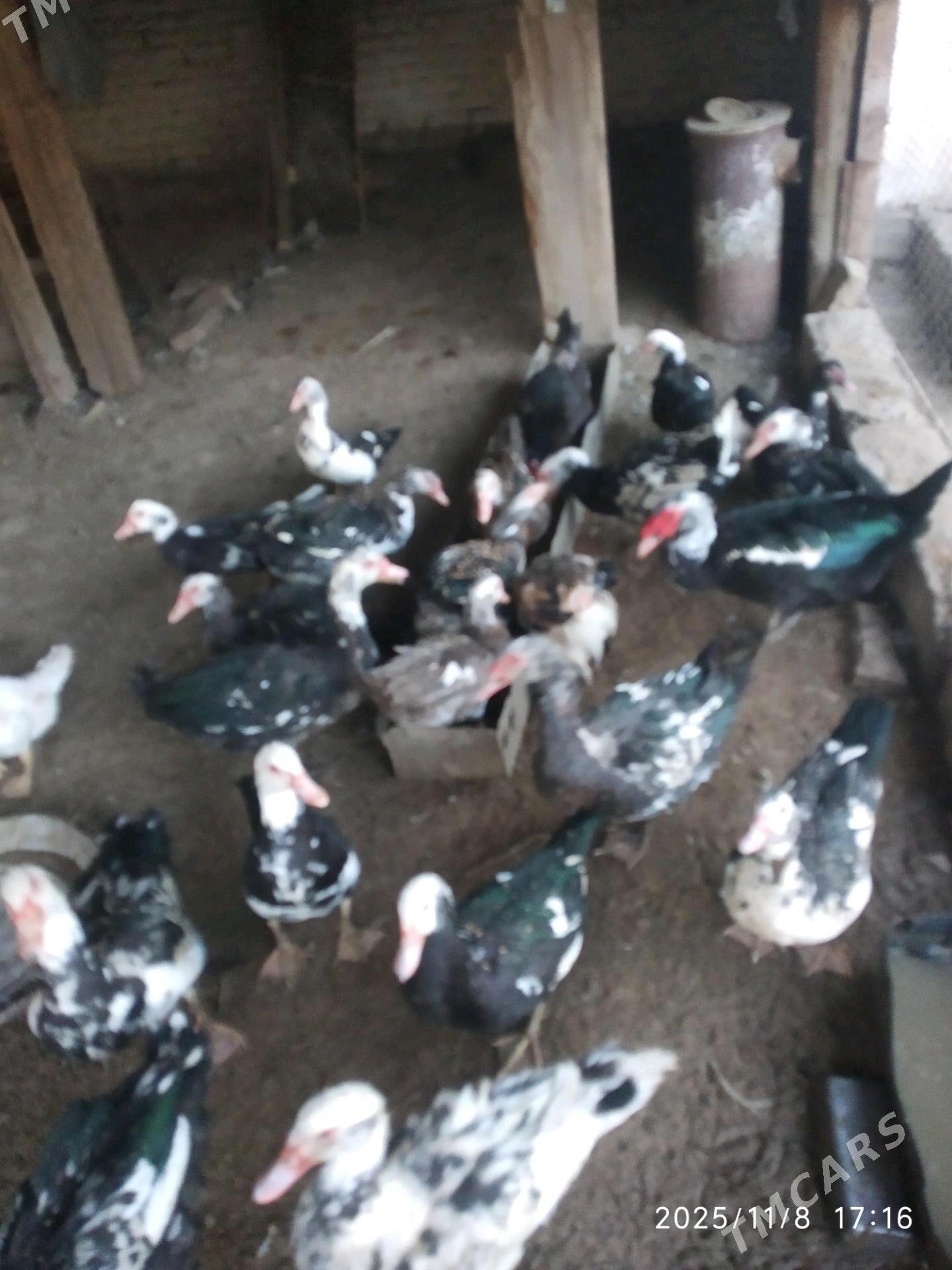 muskus ordek - Türkmenabat - img 1