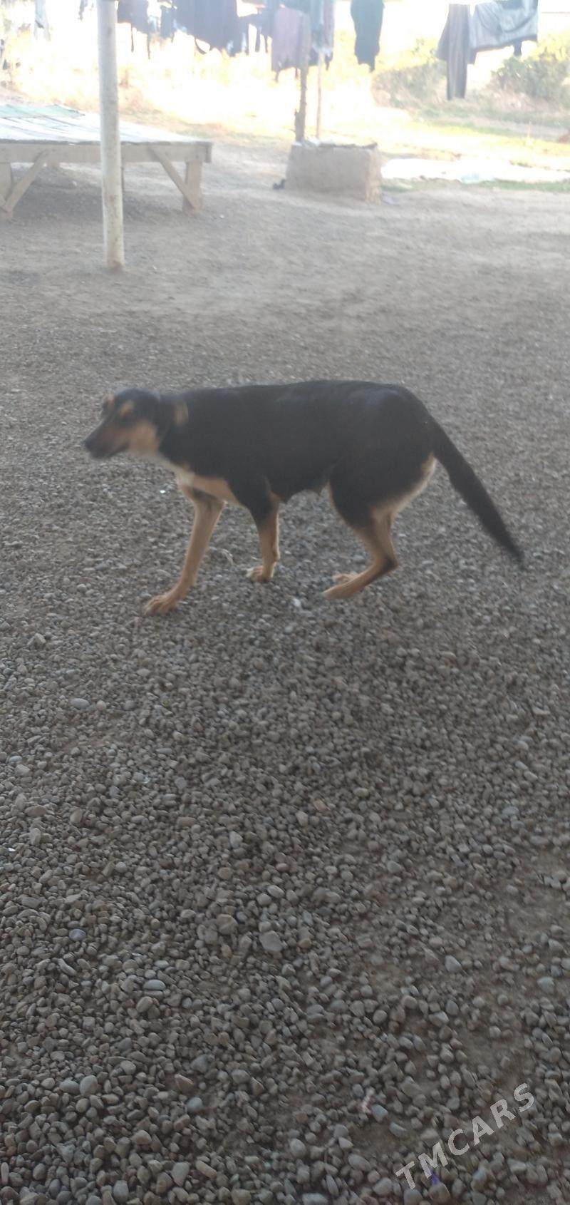 awcaka - Sakarçäge - img 2