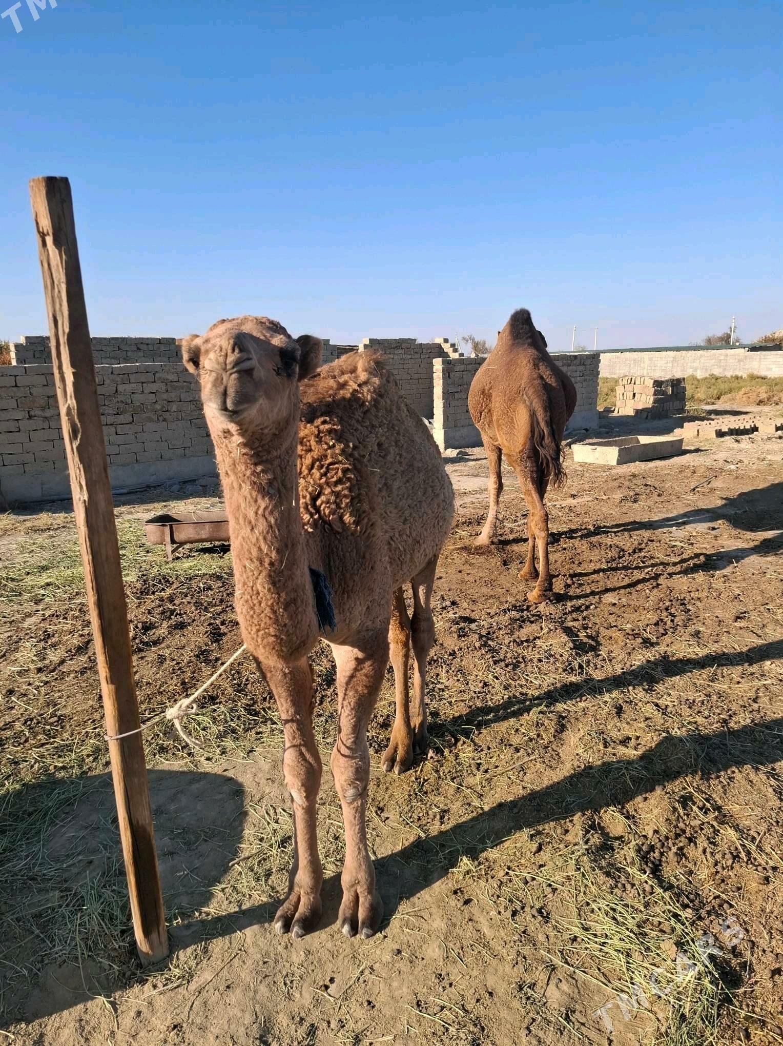 Köşekli dûýe - Bäherden - img 2