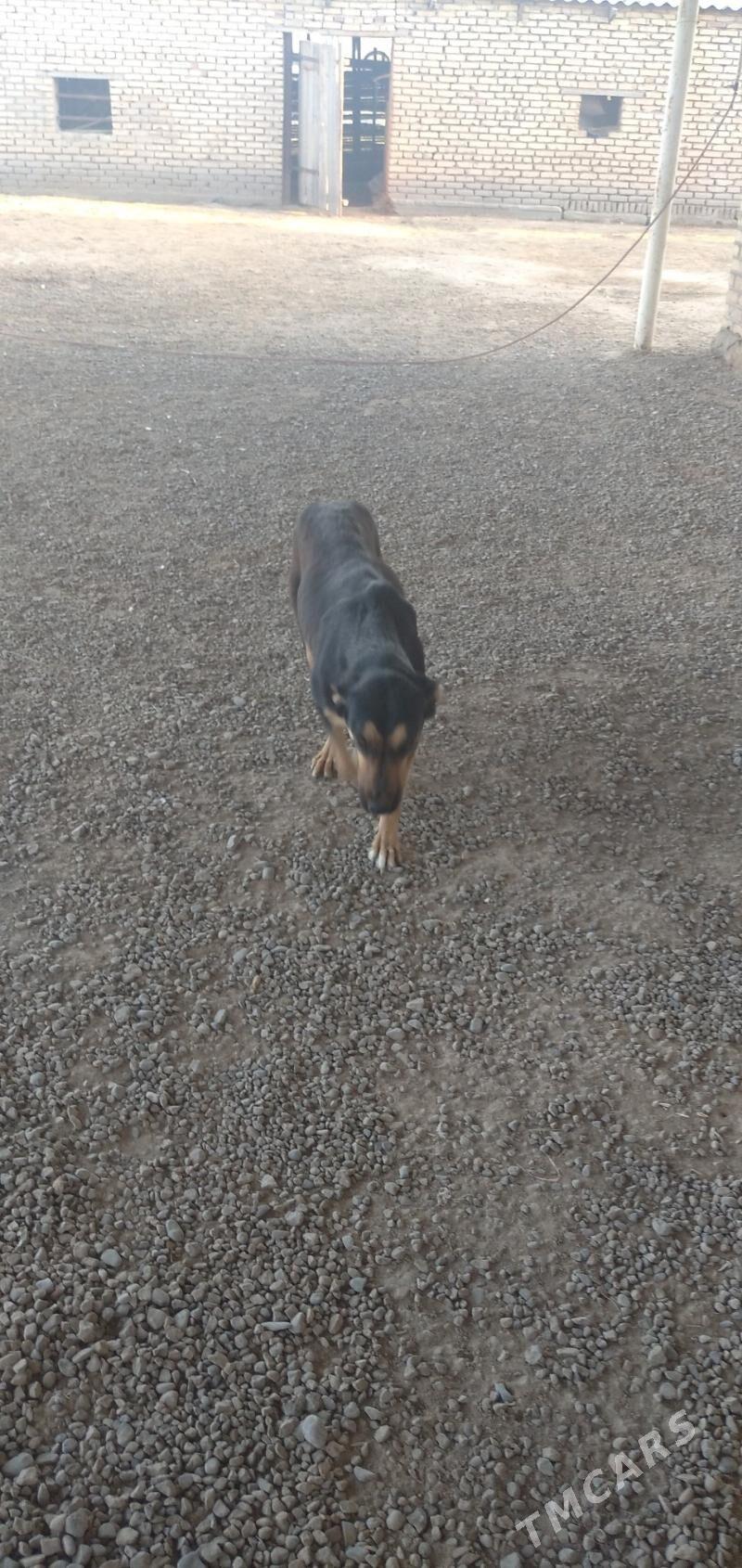 awcaka - Sakarçäge - img 4